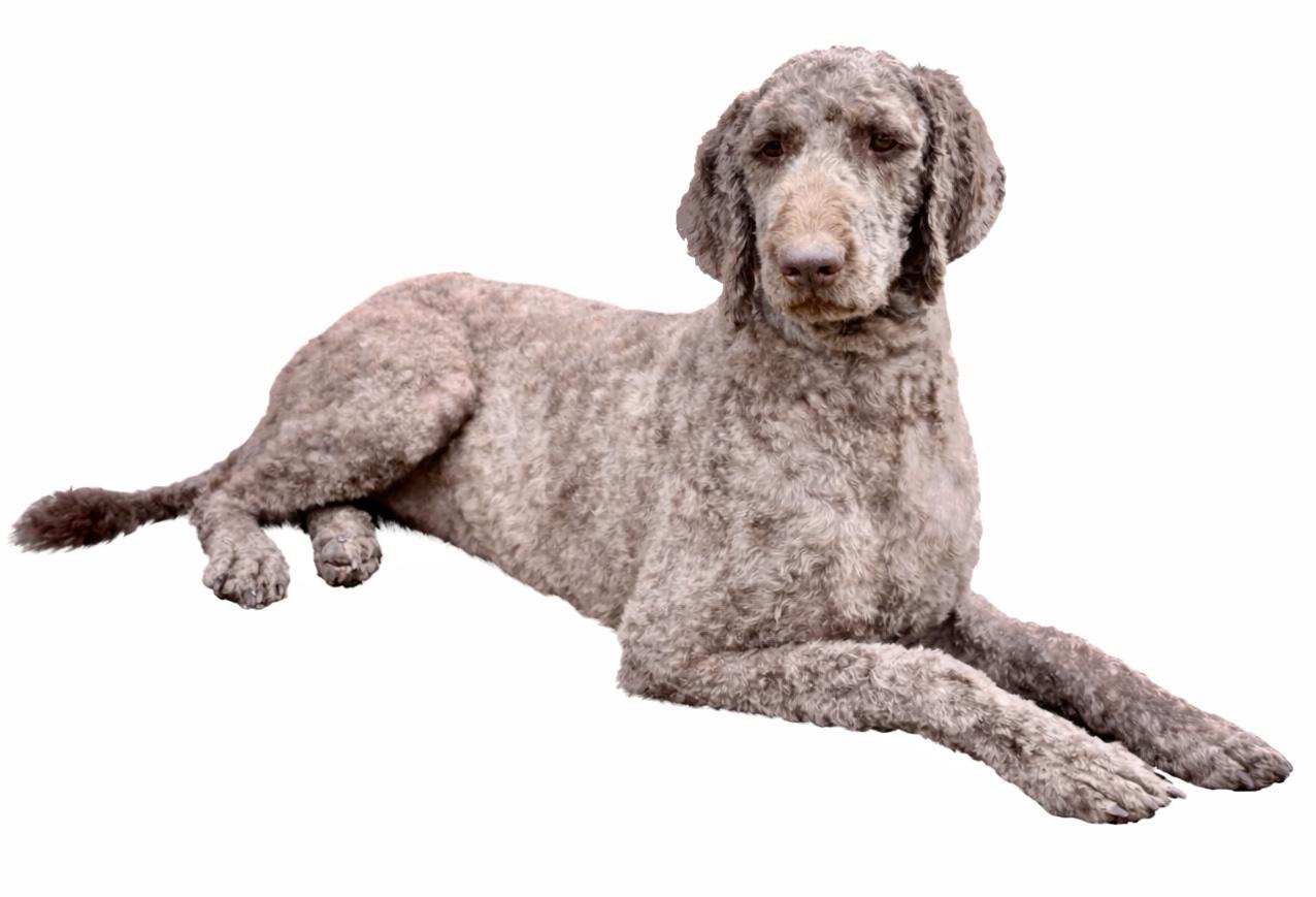 Enlarge Maggie, a Adoptable mixed breed in SYLVANIA, GA image 5/5