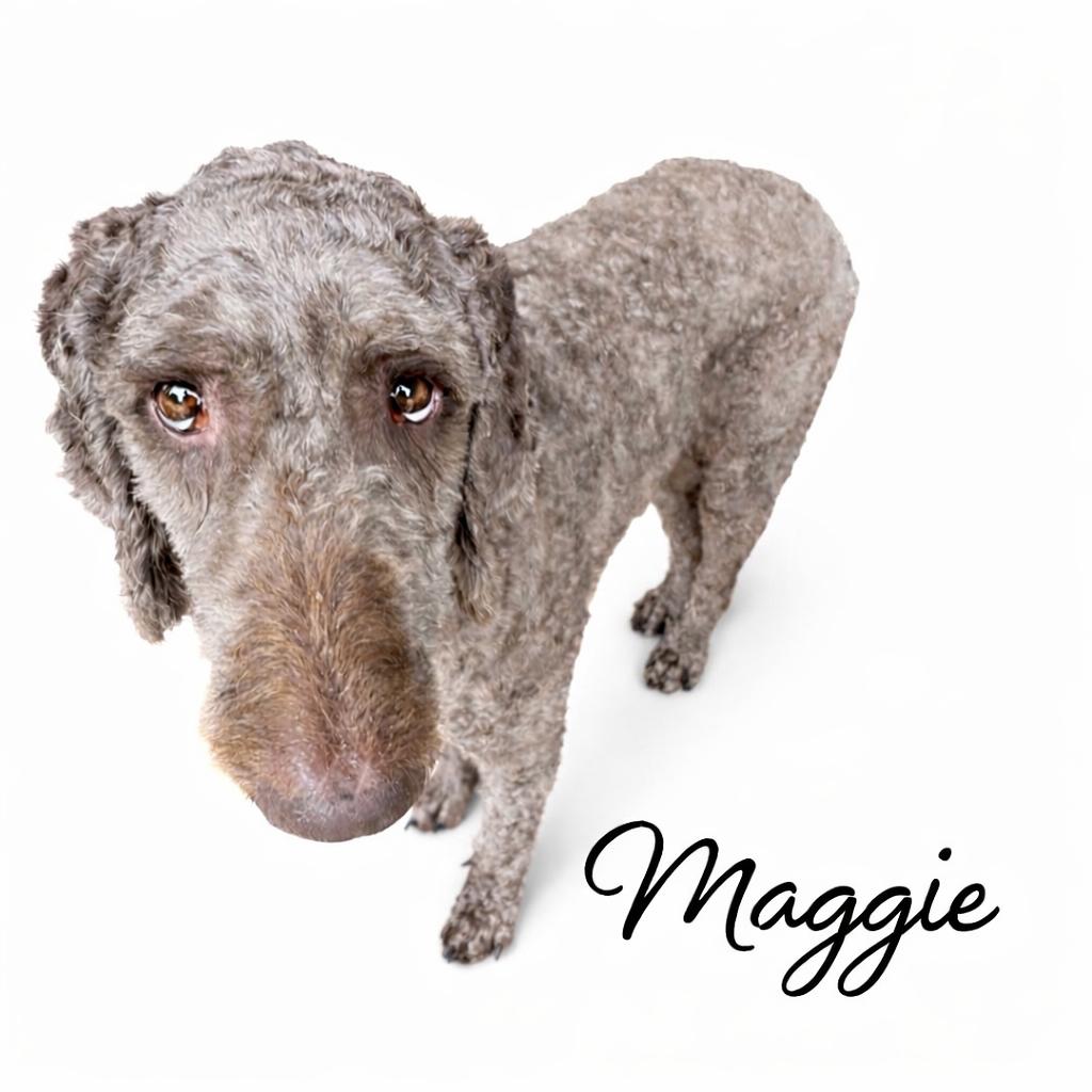 Enlarge Maggie, a Adoptable mixed breed in SYLVANIA, GA image 2/5