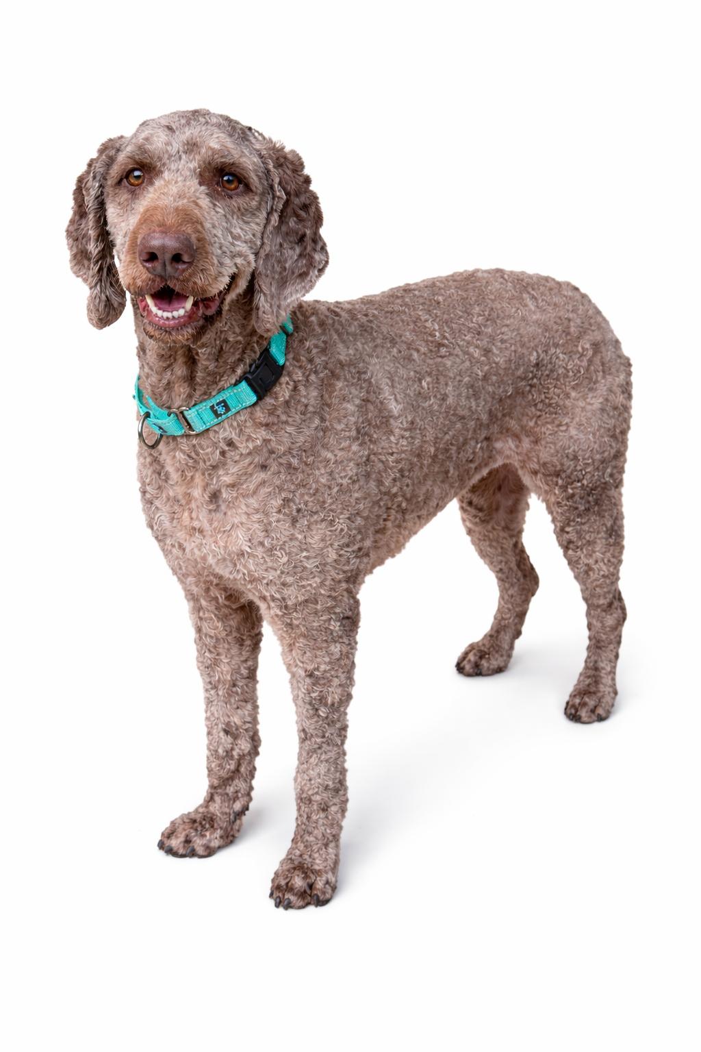 Maggie, Adoptable, Adult Female Poodle.
