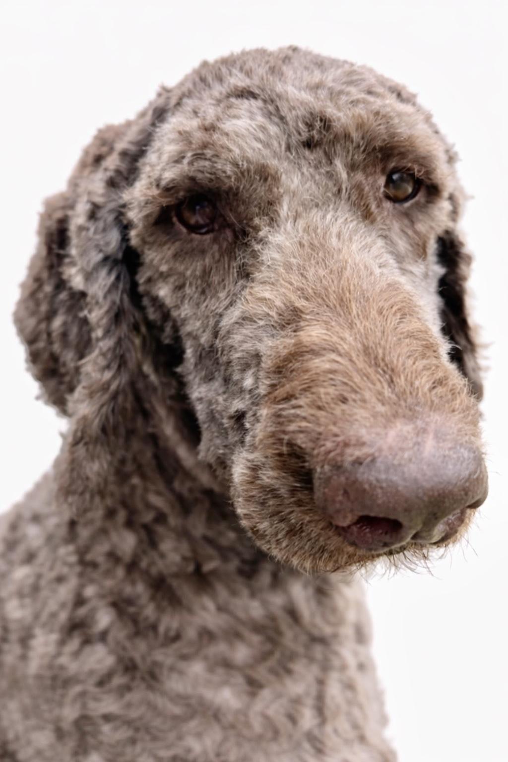 Enlarge Maggie, a Adoptable mixed breed in SYLVANIA, GA image 4/5