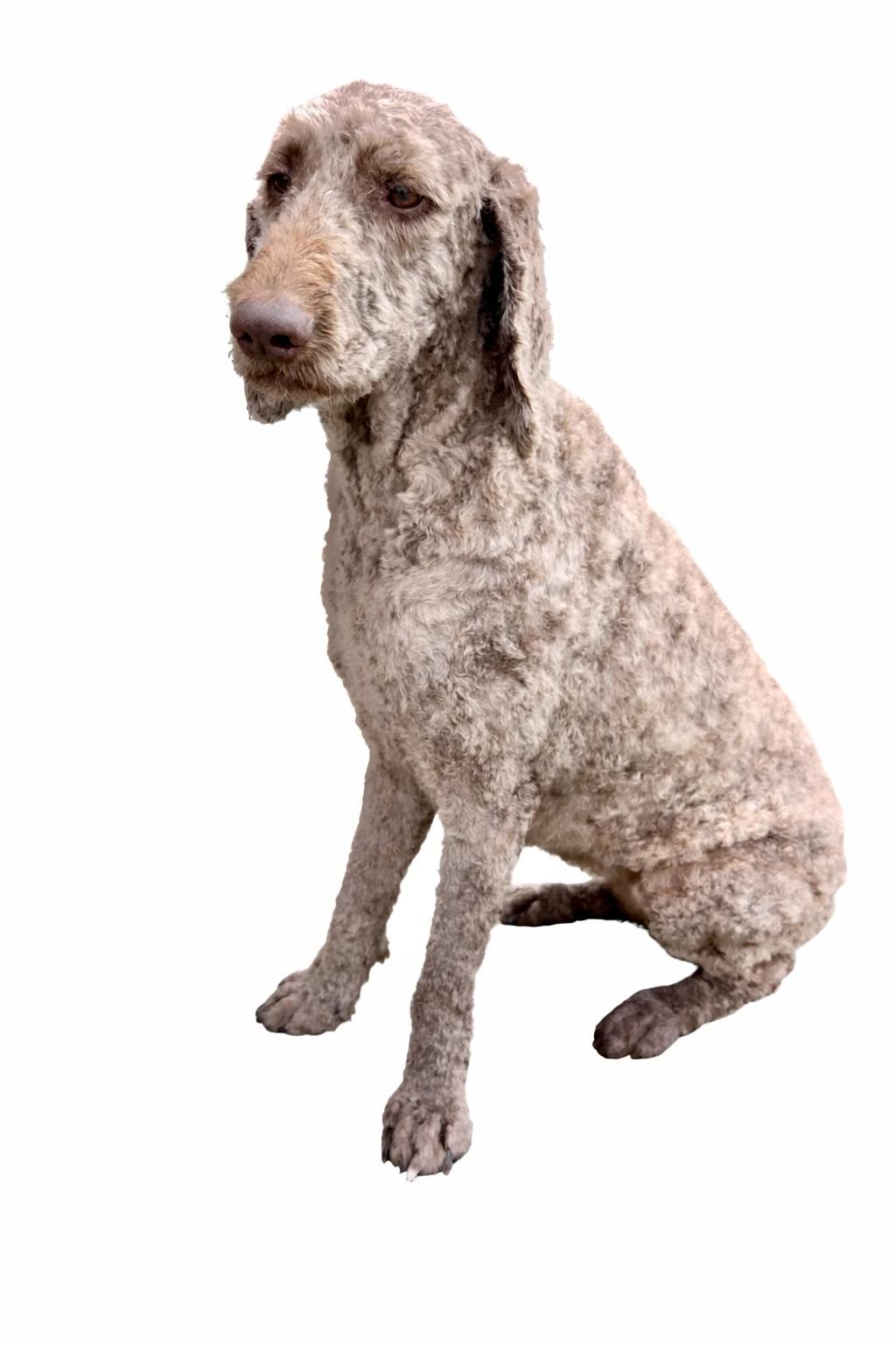 Enlarge Maggie, a Adoptable mixed breed in SYLVANIA, GA image 3/5