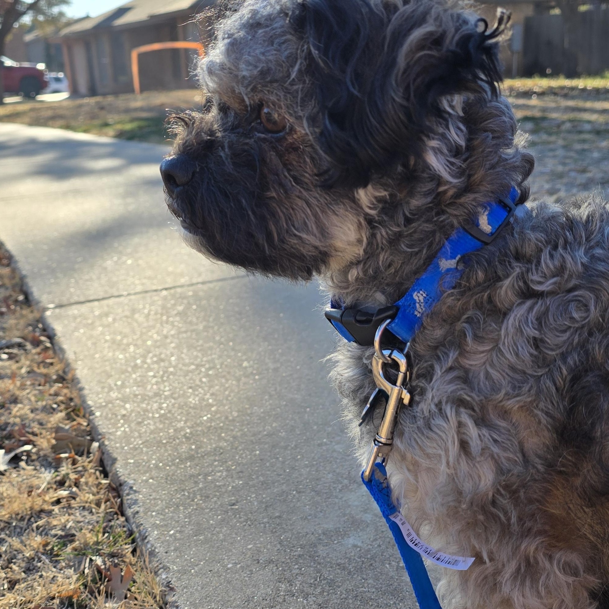 Smiley, Adult Male Shih poo