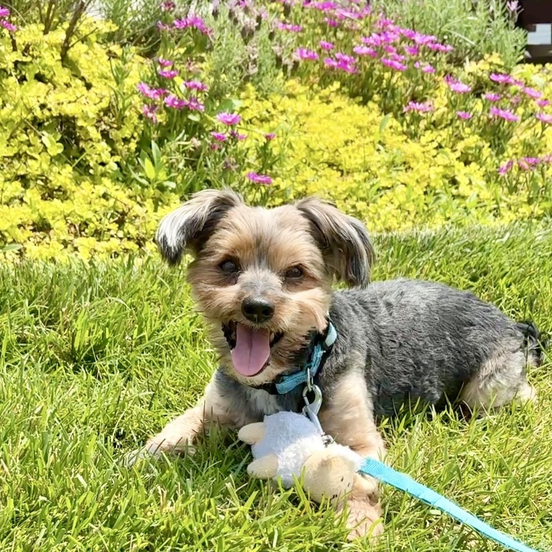 Rhody, Senior Male Yorkshire Terrier