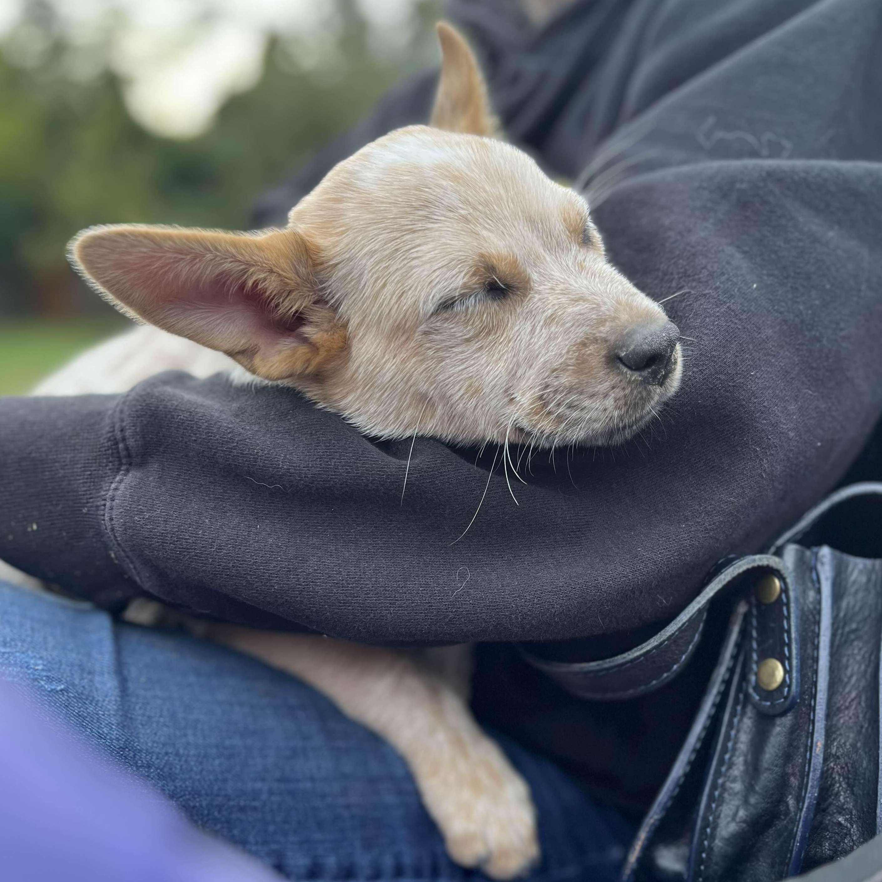 Enlarge Strudel, a Adopted mixed breed in Mount Vernon, WA image 6/6