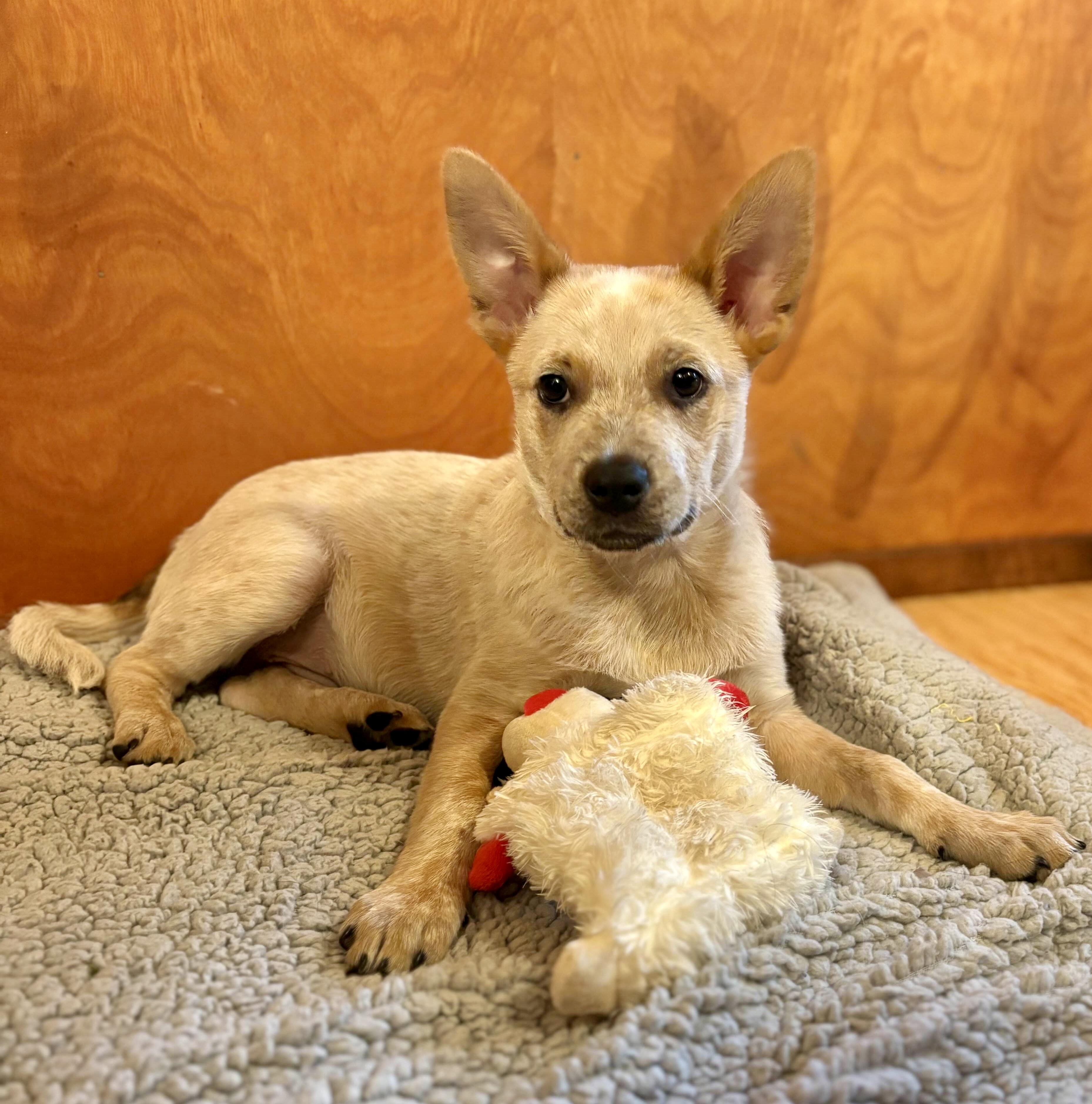 Enlarge Strudel, a Adopted mixed breed in Mount Vernon, WA image 1/6