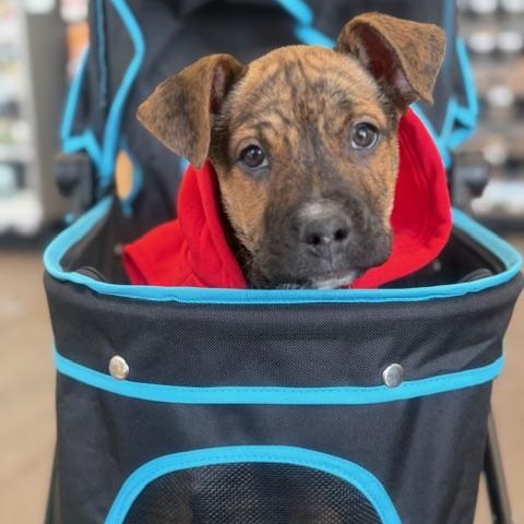 Cadet, ADOPTABLE, Puppy Male Boxer.