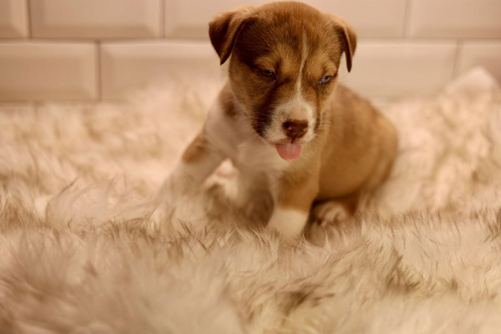 Margot, Adoptable, Puppy Female American Bulldog.