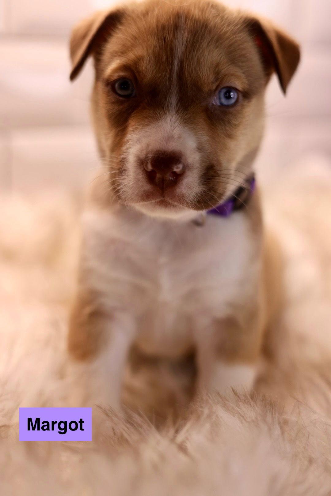 Enlarge Margot, a Adoptable American Bulldog in Duluth, MN image 2/3