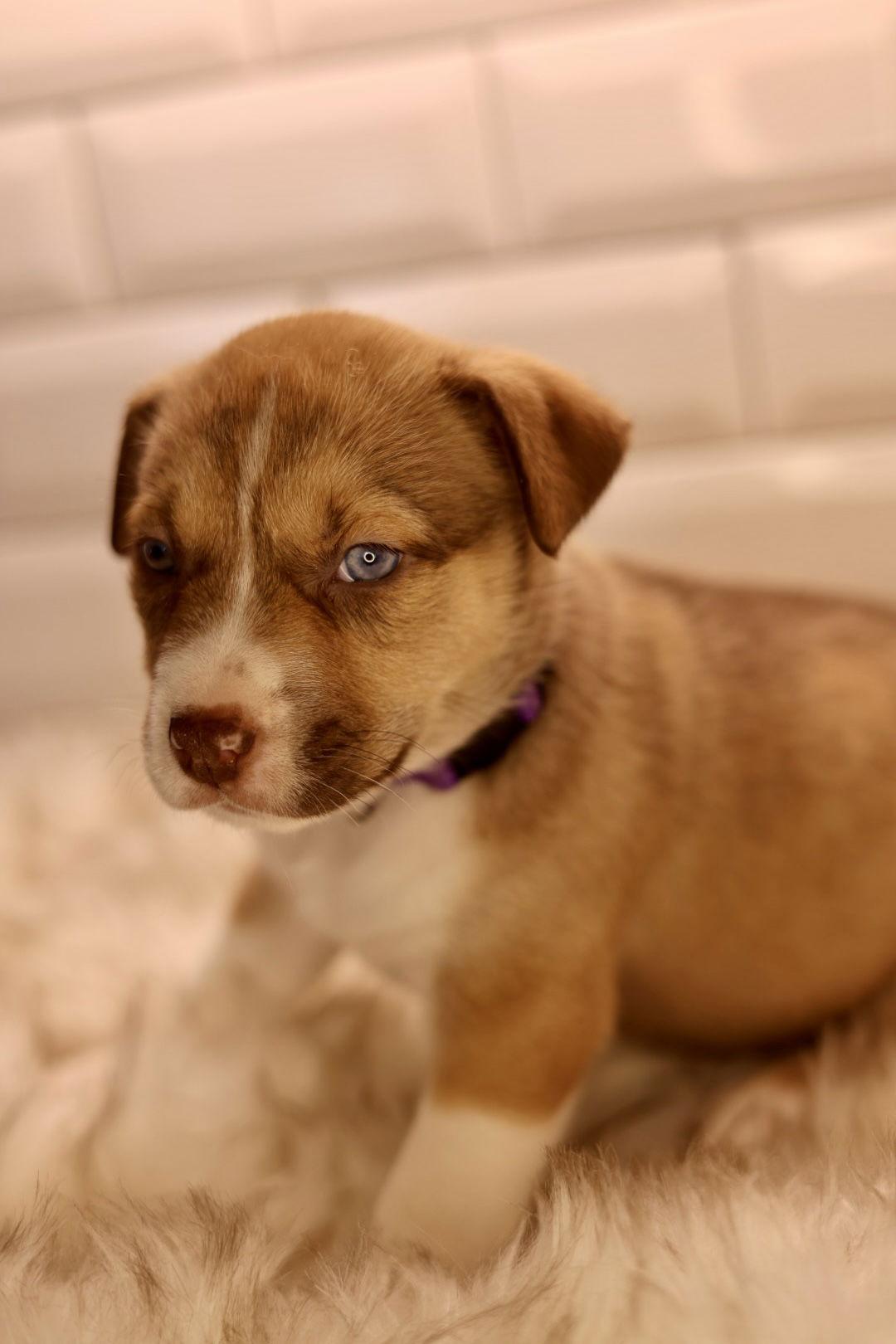 Enlarge Margot, a Adoptable American Bulldog in Duluth, MN image 3/3