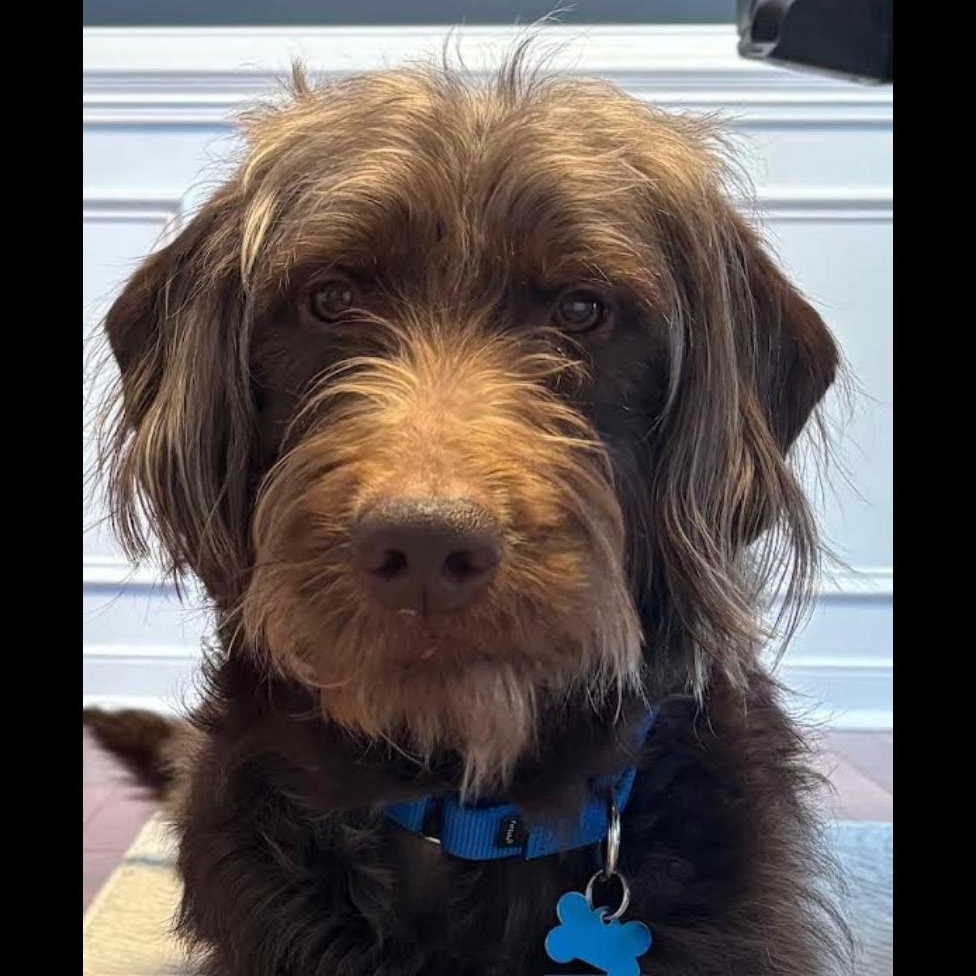 Enlarge Gaylord Focker, a ADOPTABLE mixed breed in Midlothian, VA image 2/6