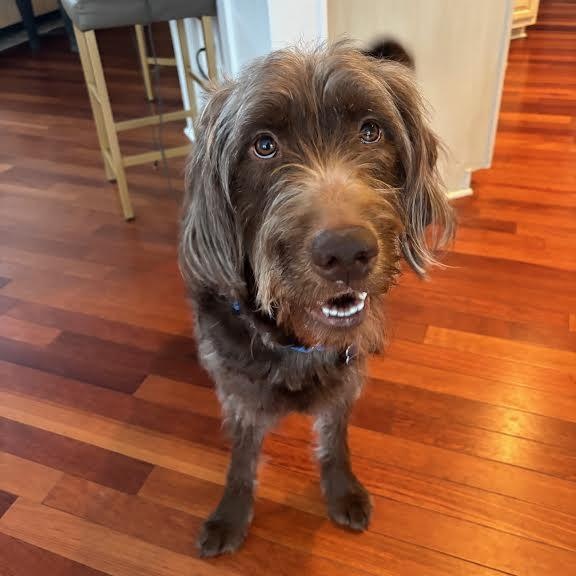 Enlarge Gaylord Focker, a ADOPTABLE mixed breed in Midlothian, VA image 3/6