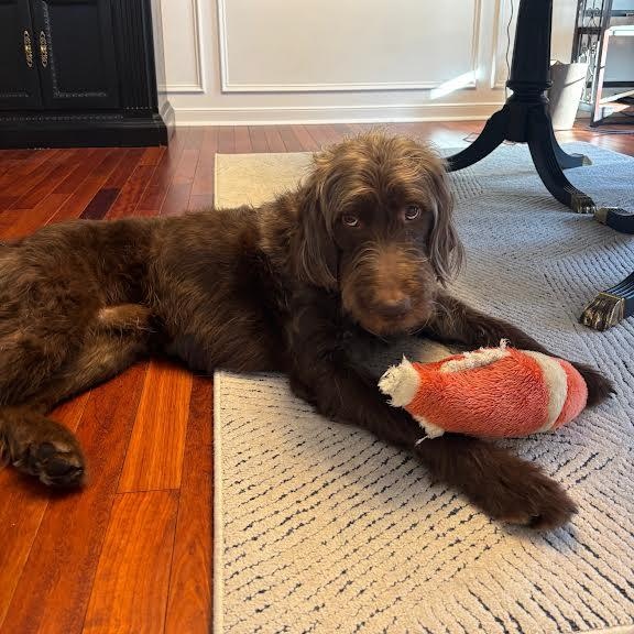 Enlarge Gaylord Focker, a ADOPTABLE mixed breed in Midlothian, VA image 5/6