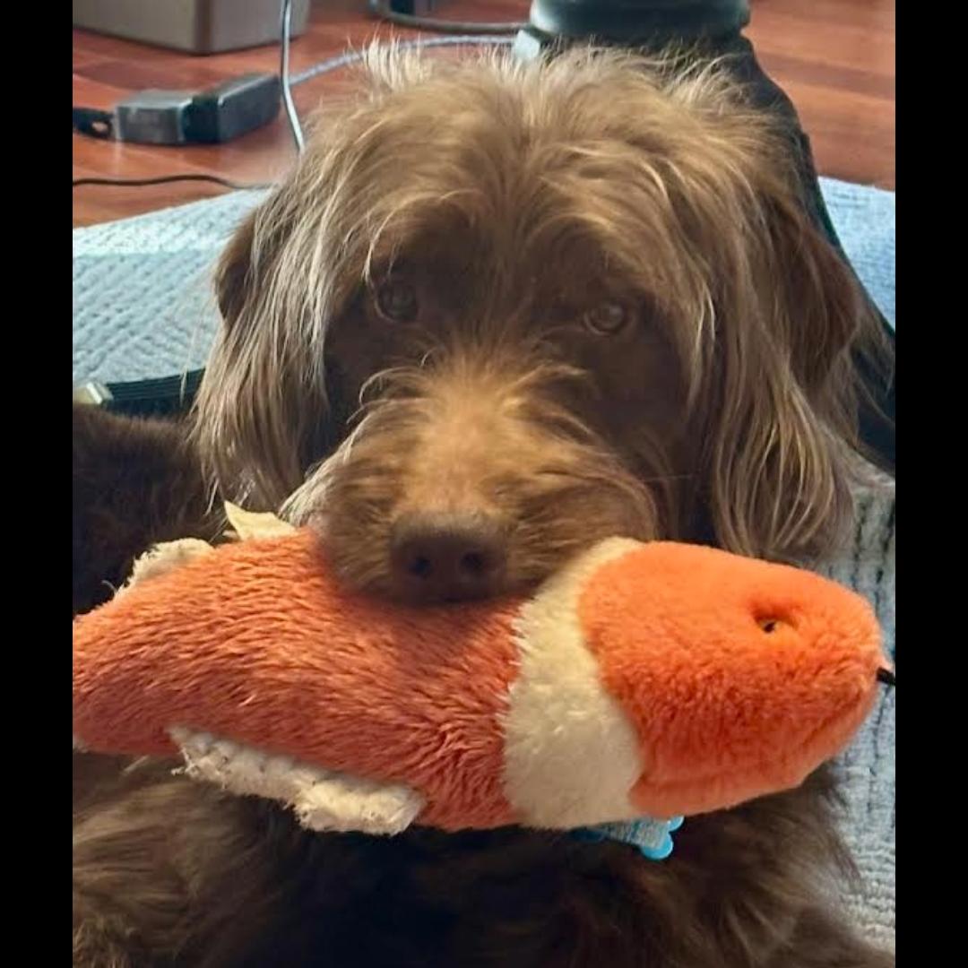 Enlarge Gaylord Focker, a ADOPTABLE mixed breed in Midlothian, VA image 4/6