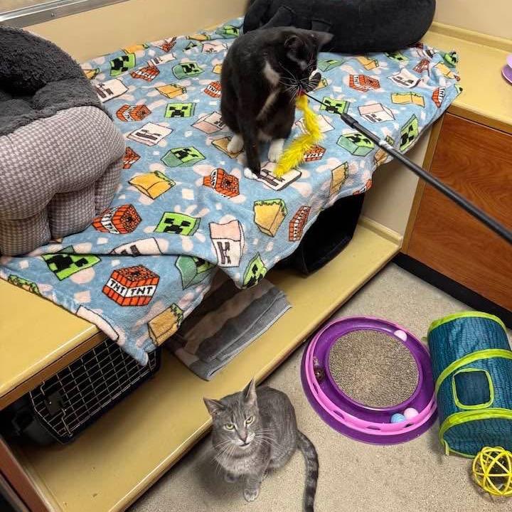 Enlarge Betsy, a Adoptable Domestic Short Hair in Wheeling, IL image 2/6