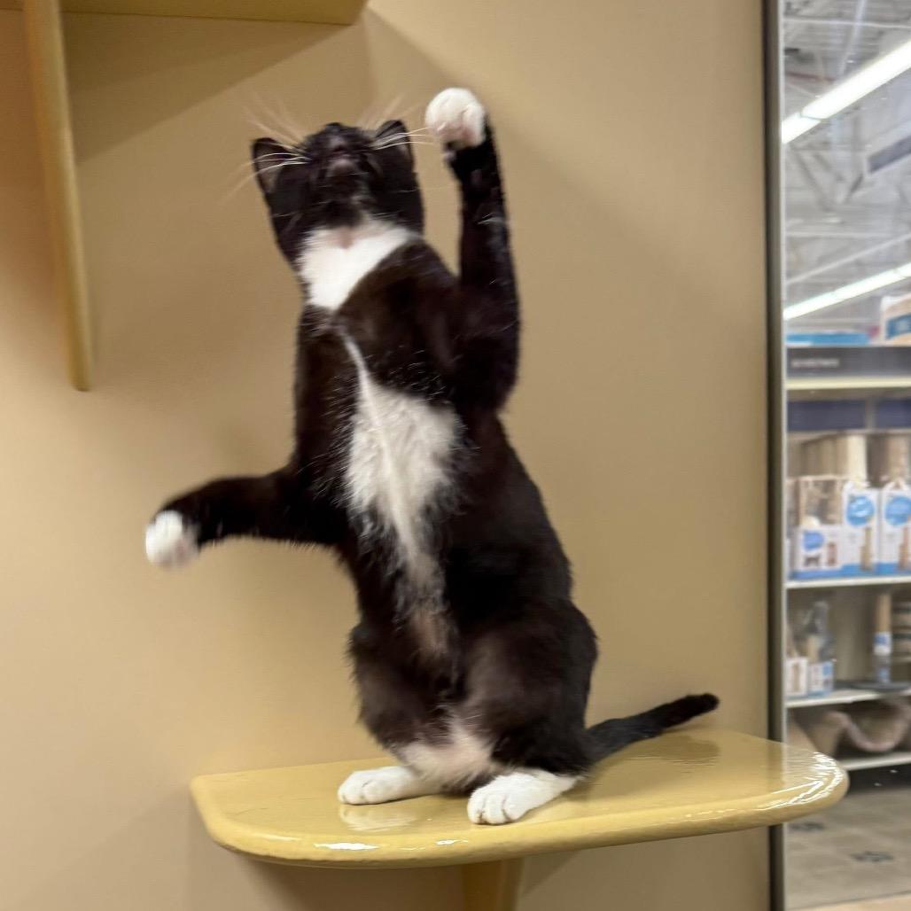 Enlarge Betsy, a Adoptable Domestic Short Hair in Wheeling, IL image 3/6