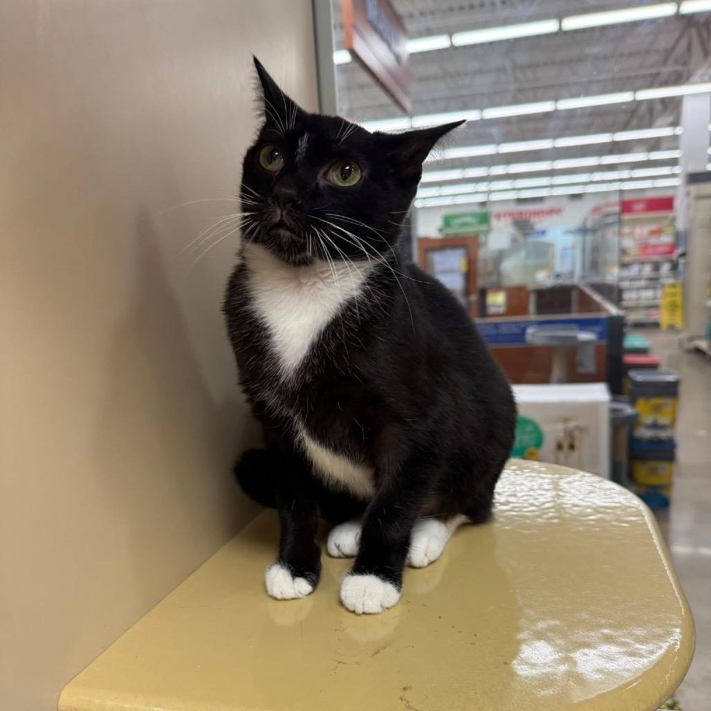 Enlarge Betsy, a Adoptable Domestic Short Hair in Wheeling, IL image 4/6