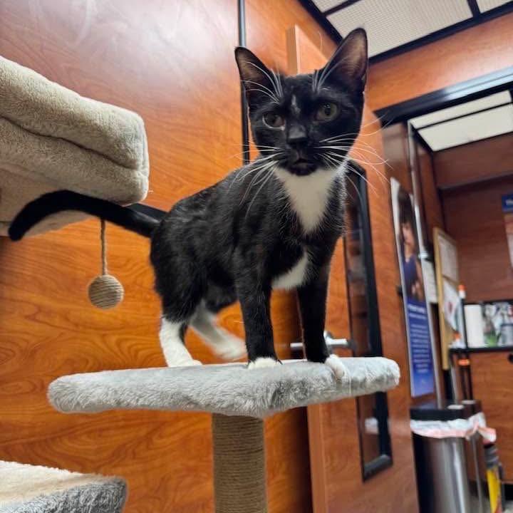 Enlarge Betsy, a Adoptable Domestic Short Hair in Wheeling, IL image 5/6