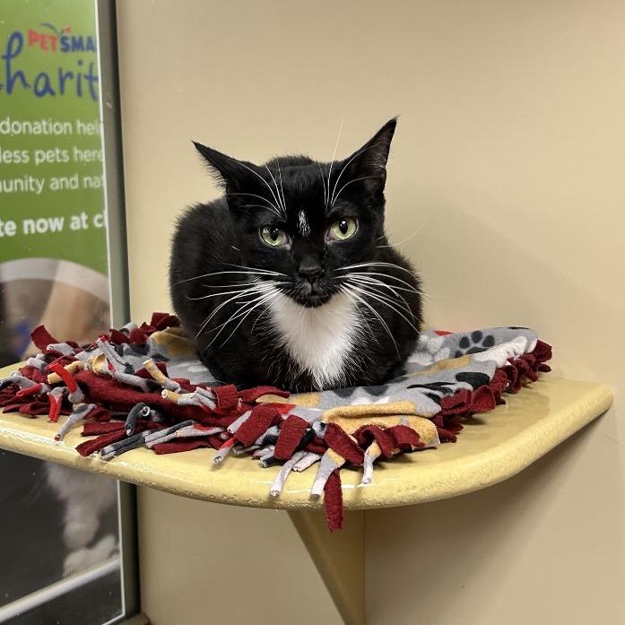 Enlarge Betsy, a Adoptable Domestic Short Hair in Wheeling, IL image 6/6