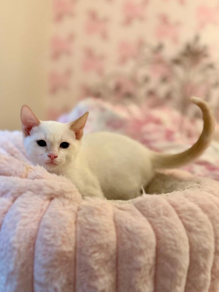 River, Adopted, Kitten Male Siamese.