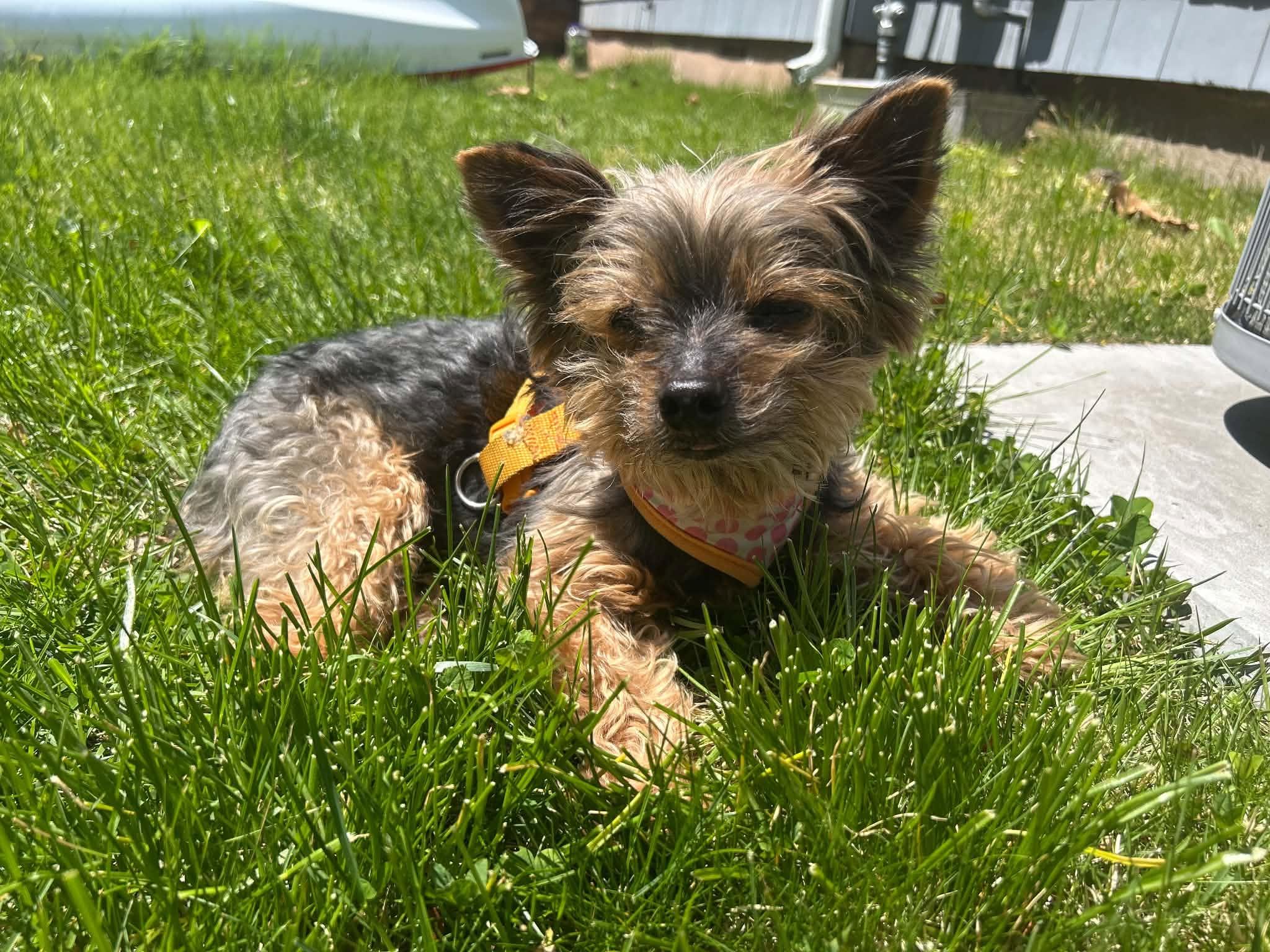 Cocoa photo