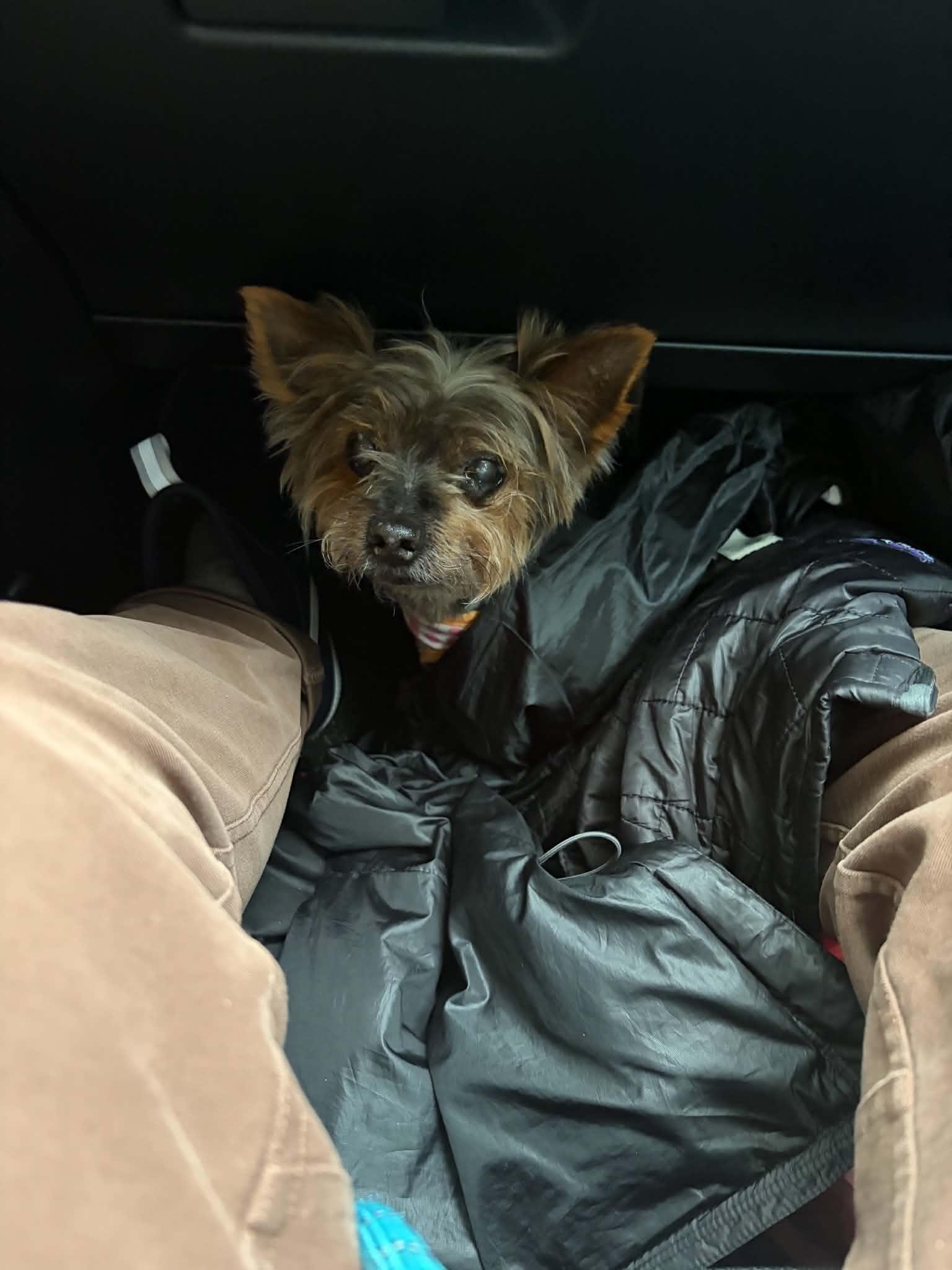 Enlarge Cocoa, a Adoptable Yorkshire Terrier in New Milford, CT image 3/3