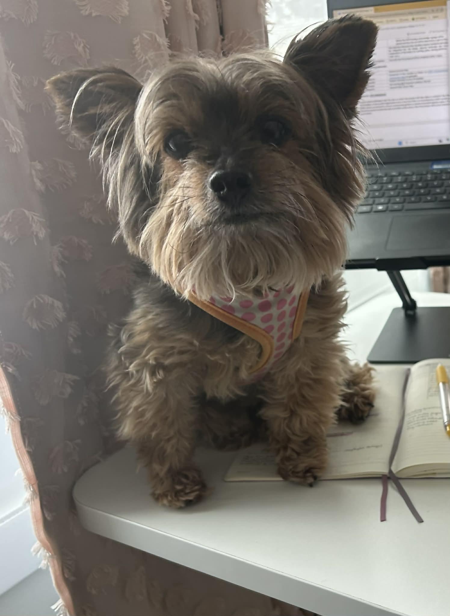 Enlarge Cocoa, a Adoptable Yorkshire Terrier in New Milford, CT image 2/3