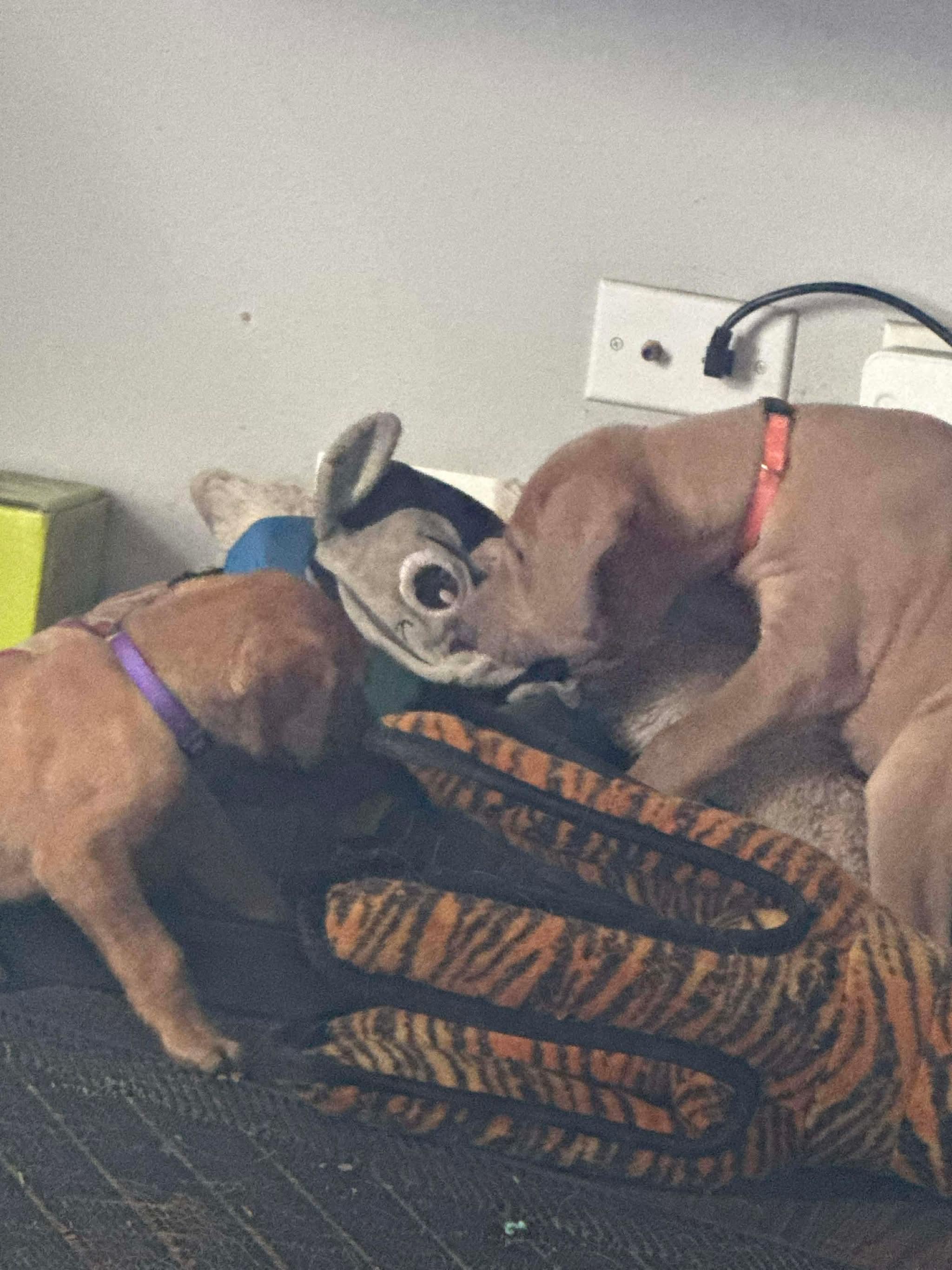 Enlarge Lebowski, a Adoptable Great Dane in Hindsboro, IL image 3/3