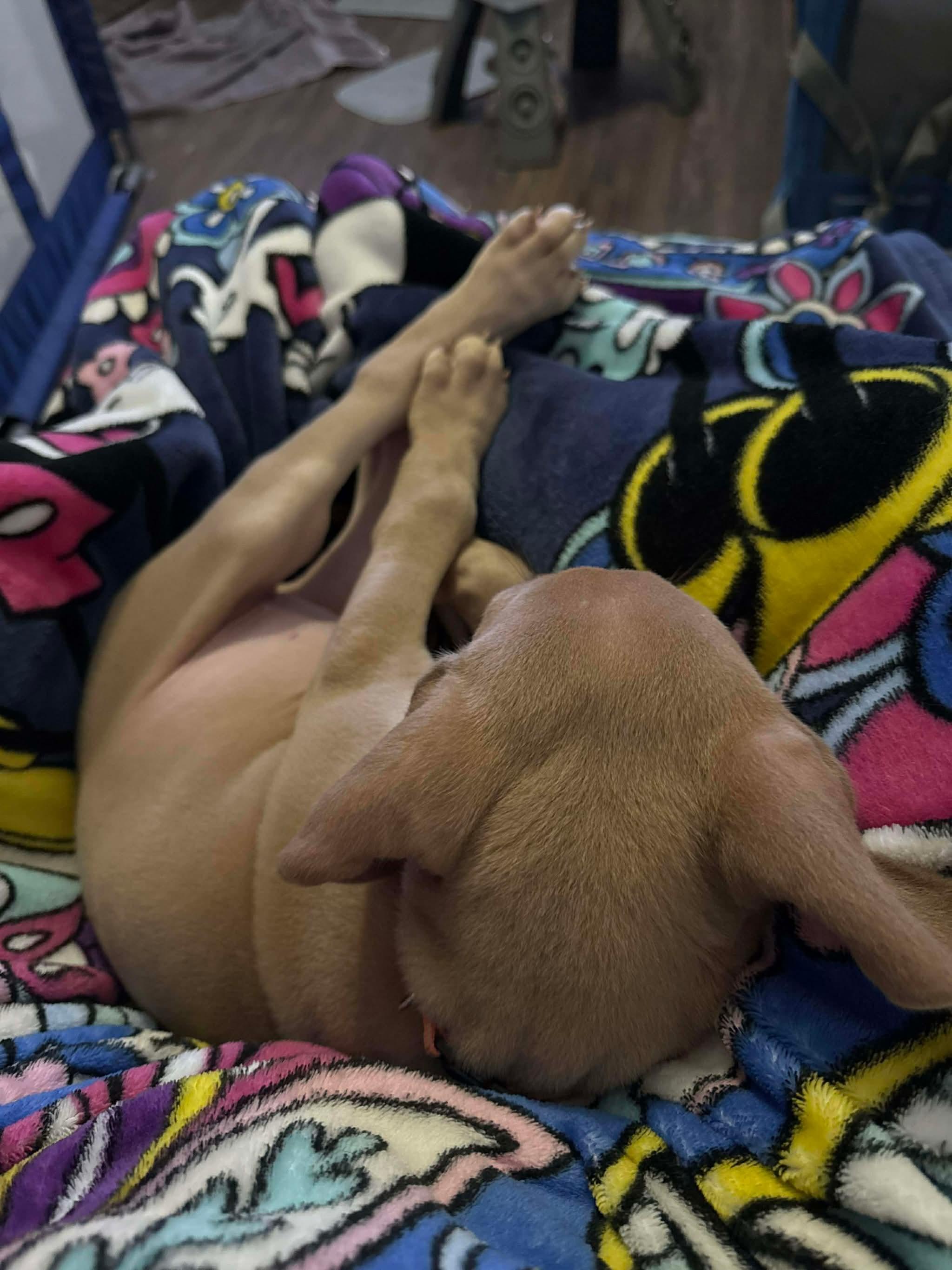 Enlarge Lebowski, a Adoptable Great Dane in Hindsboro, IL image 2/3