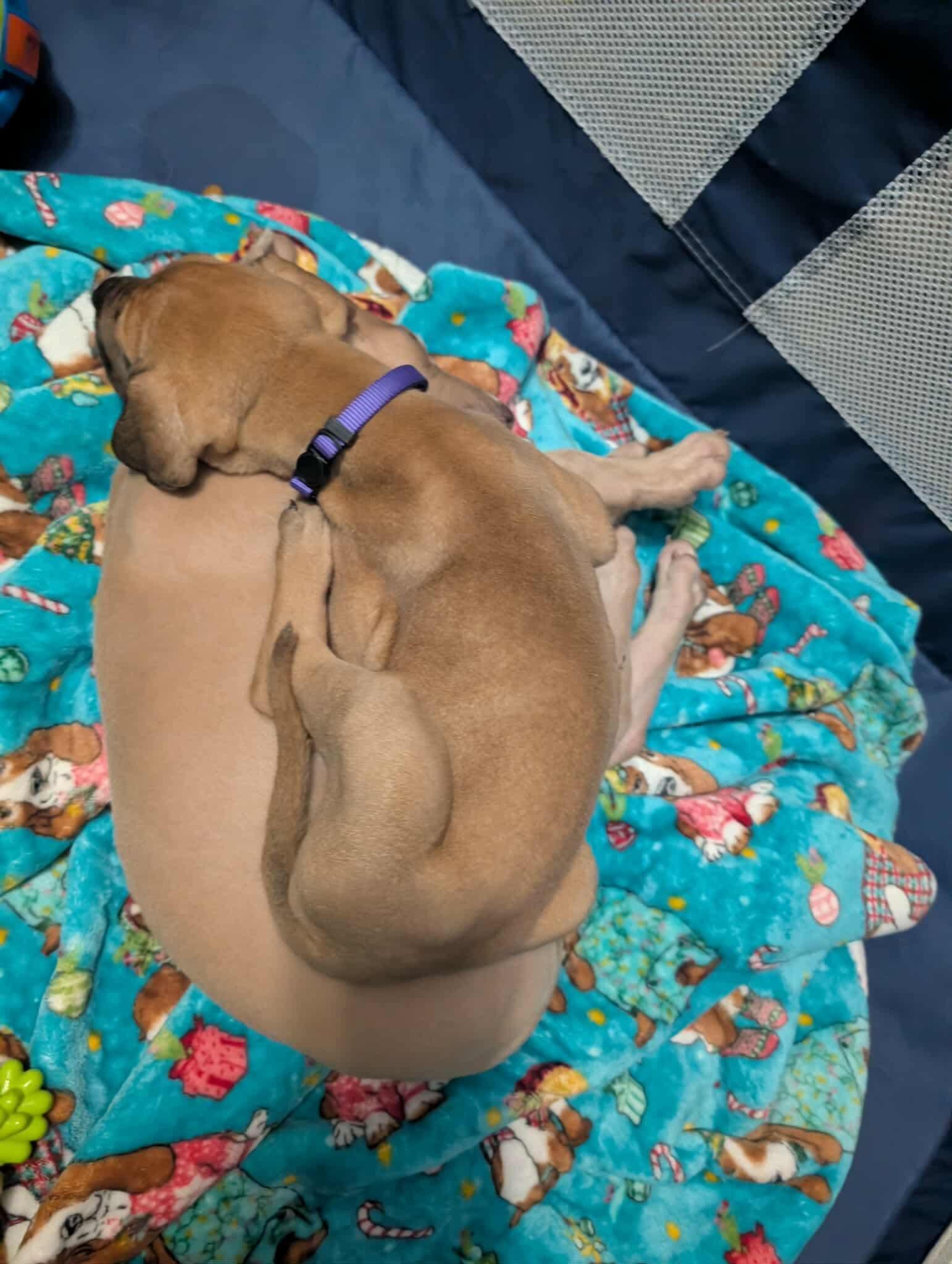 Enlarge Lebowski, a Adoptable Great Dane in Hindsboro, IL image 1/3