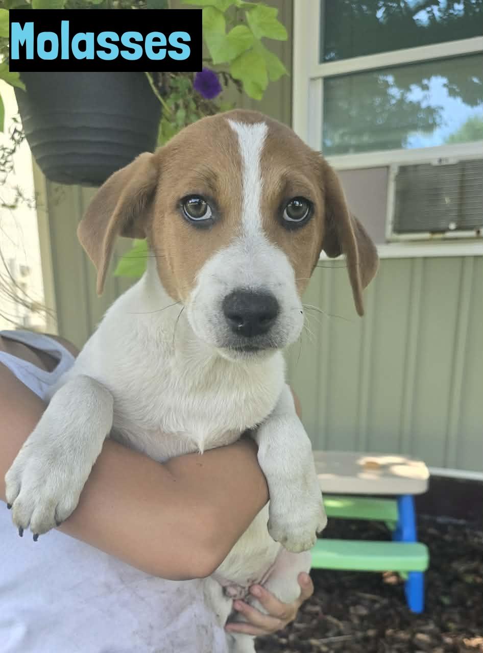 Molasses, ADOPTABLE, Puppy Male Labrador Retriever.