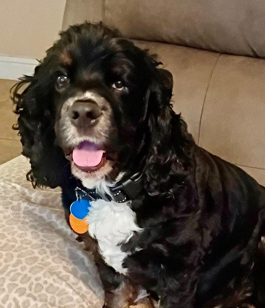 Jay, Adoptable, Adult Male Cocker Spaniel.