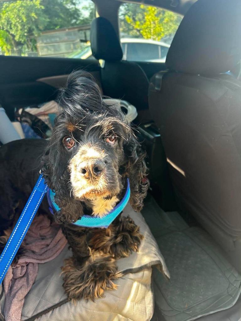 Jay, a Adoptable Cocker Spaniel in Austin, TX image 2/3