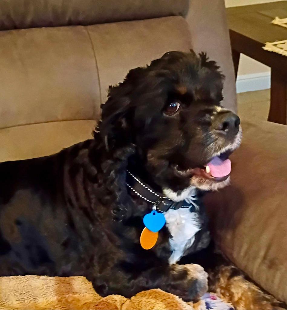 Jay, a Adoptable Cocker Spaniel in Austin, TX image 3/3