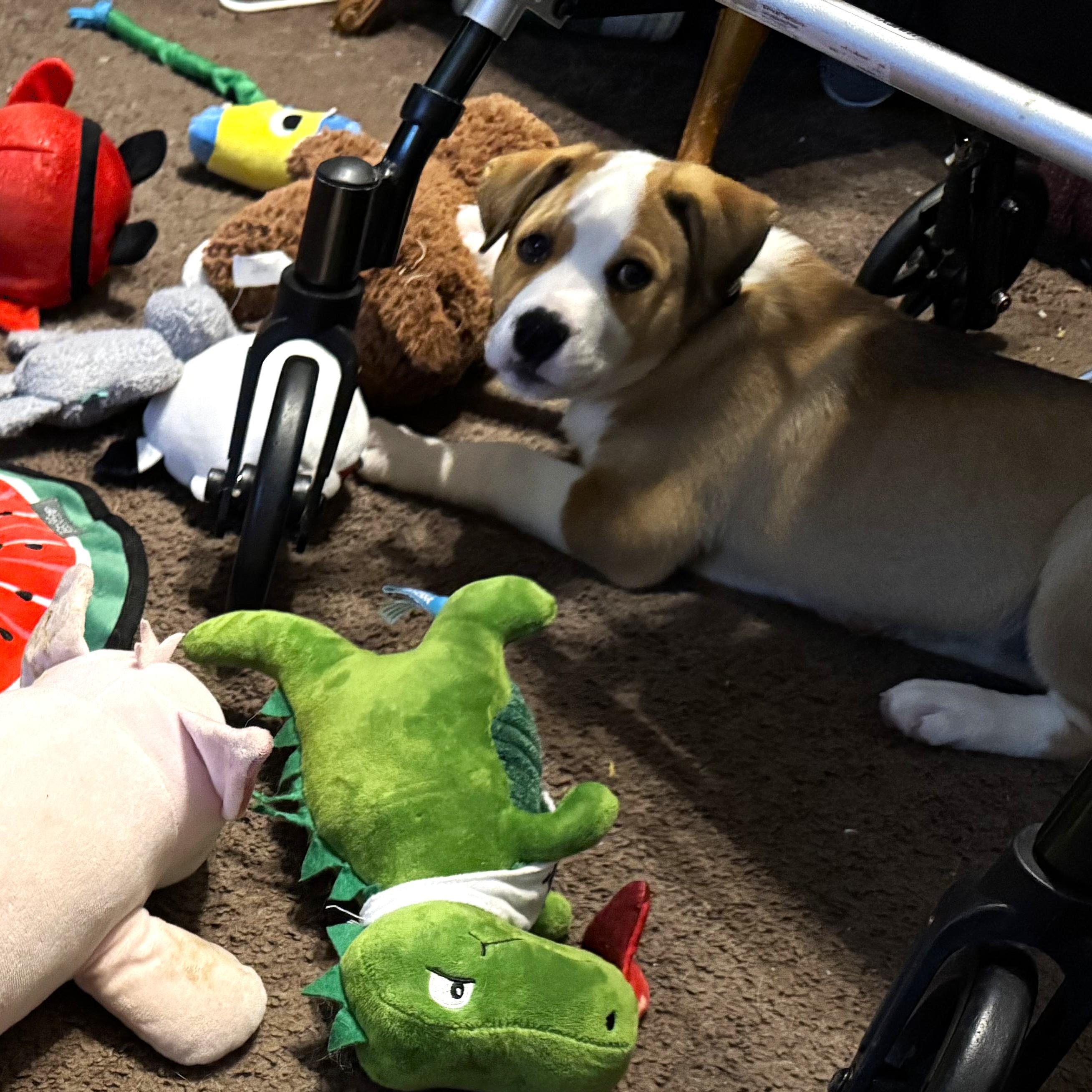 Enlarge Tippy, an adopted mixed breed in Smithfield, NC image 2/5