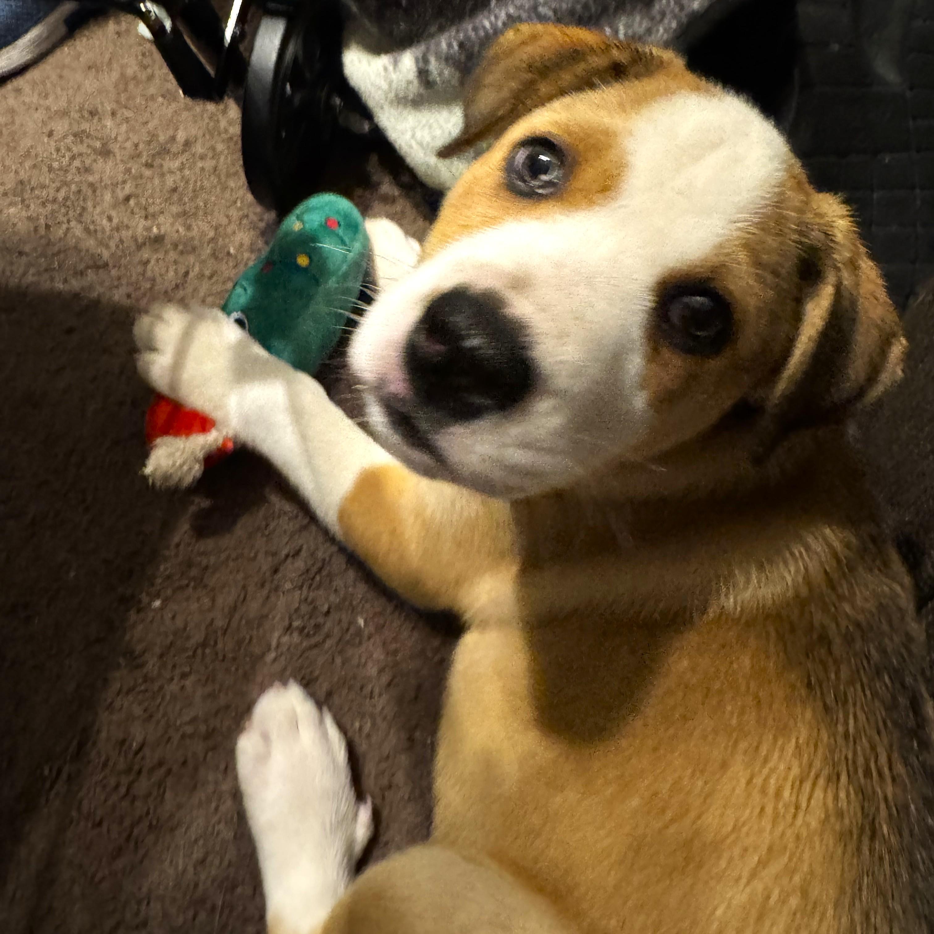 Enlarge Tippy, an adopted mixed breed in Smithfield, NC image 1/5