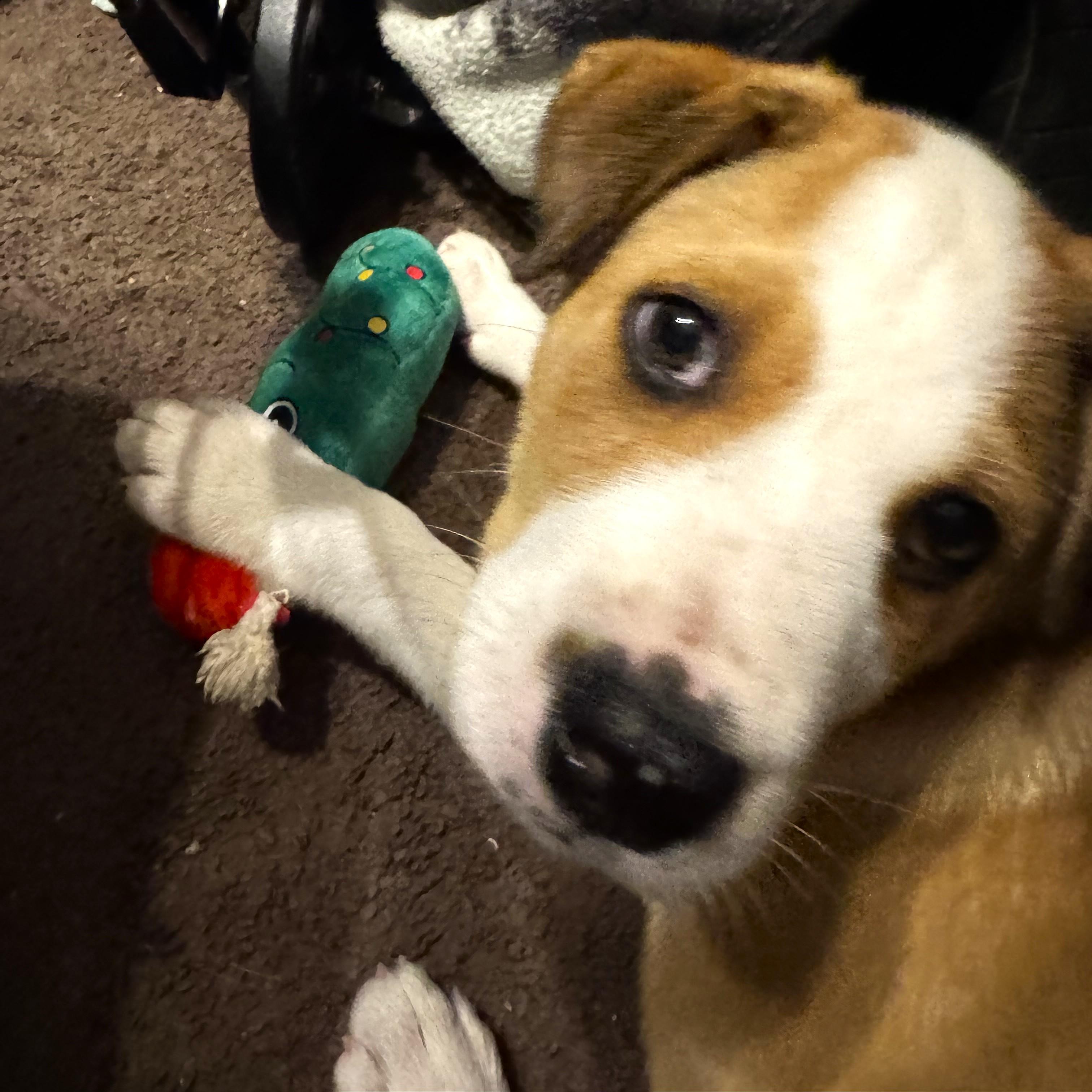 Enlarge Tippy, an adopted mixed breed in Smithfield, NC image 3/5