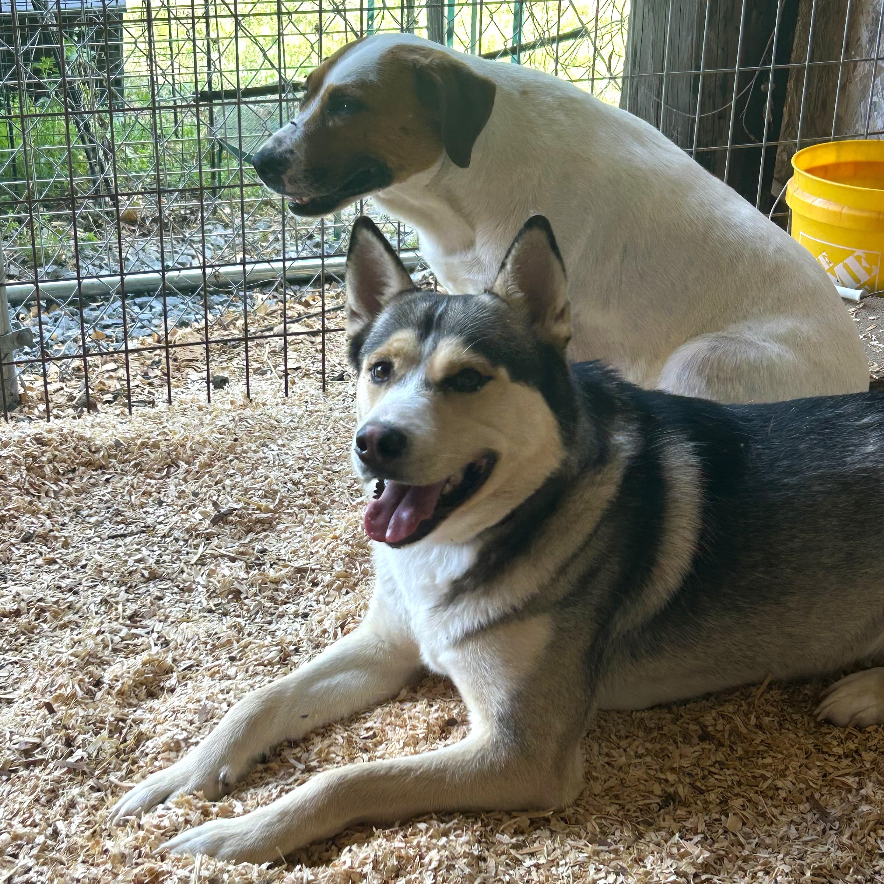 Enlarge Tippy, an adopted mixed breed in Smithfield, NC image 4/5