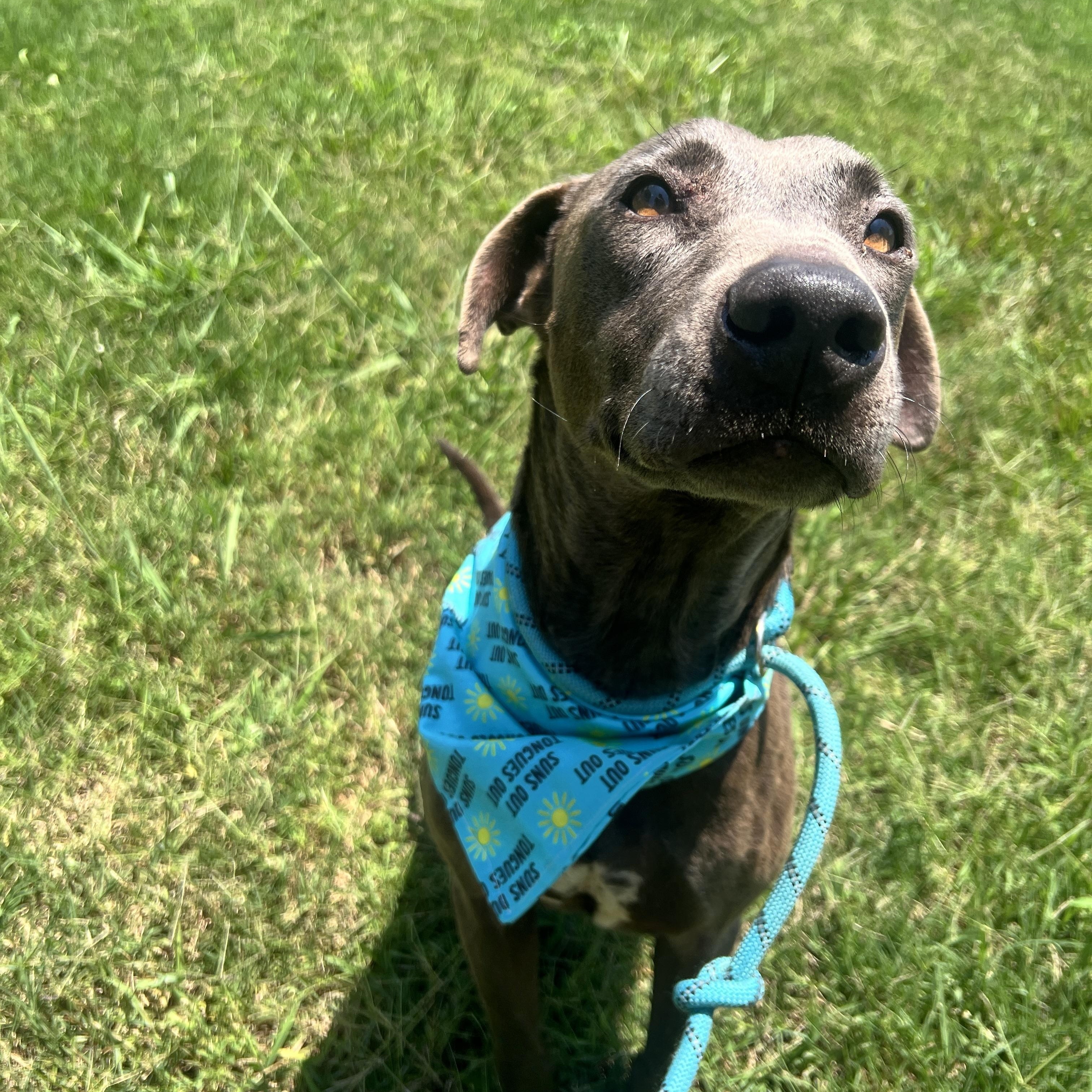Enlarge Scout, an adopted mixed breed in Bostic, NC image 1/6