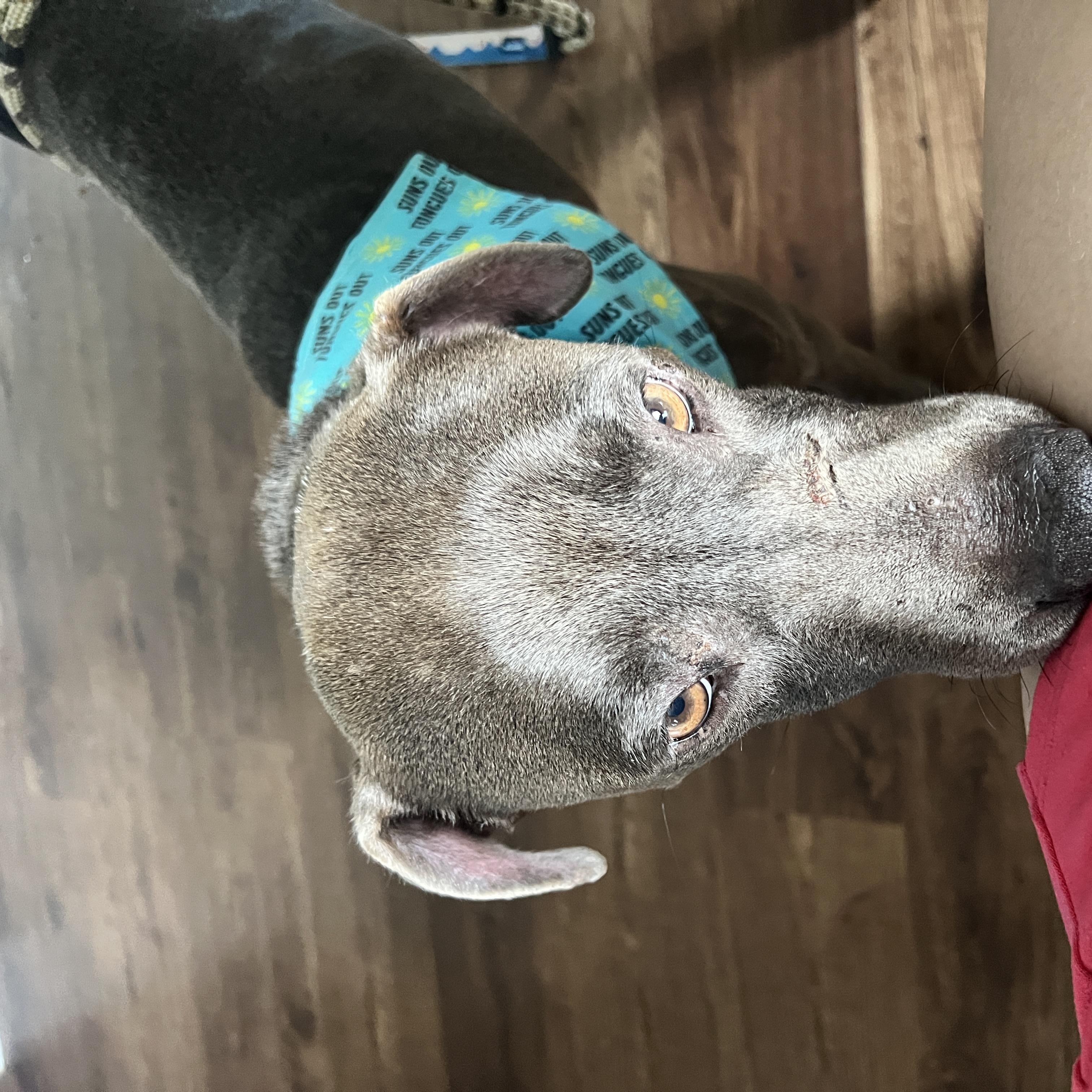 Enlarge Scout, an adopted mixed breed in Bostic, NC image 3/6