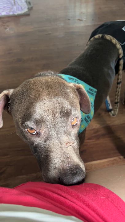 Enlarge Scout, an adopted mixed breed in Bostic, NC video 6/6