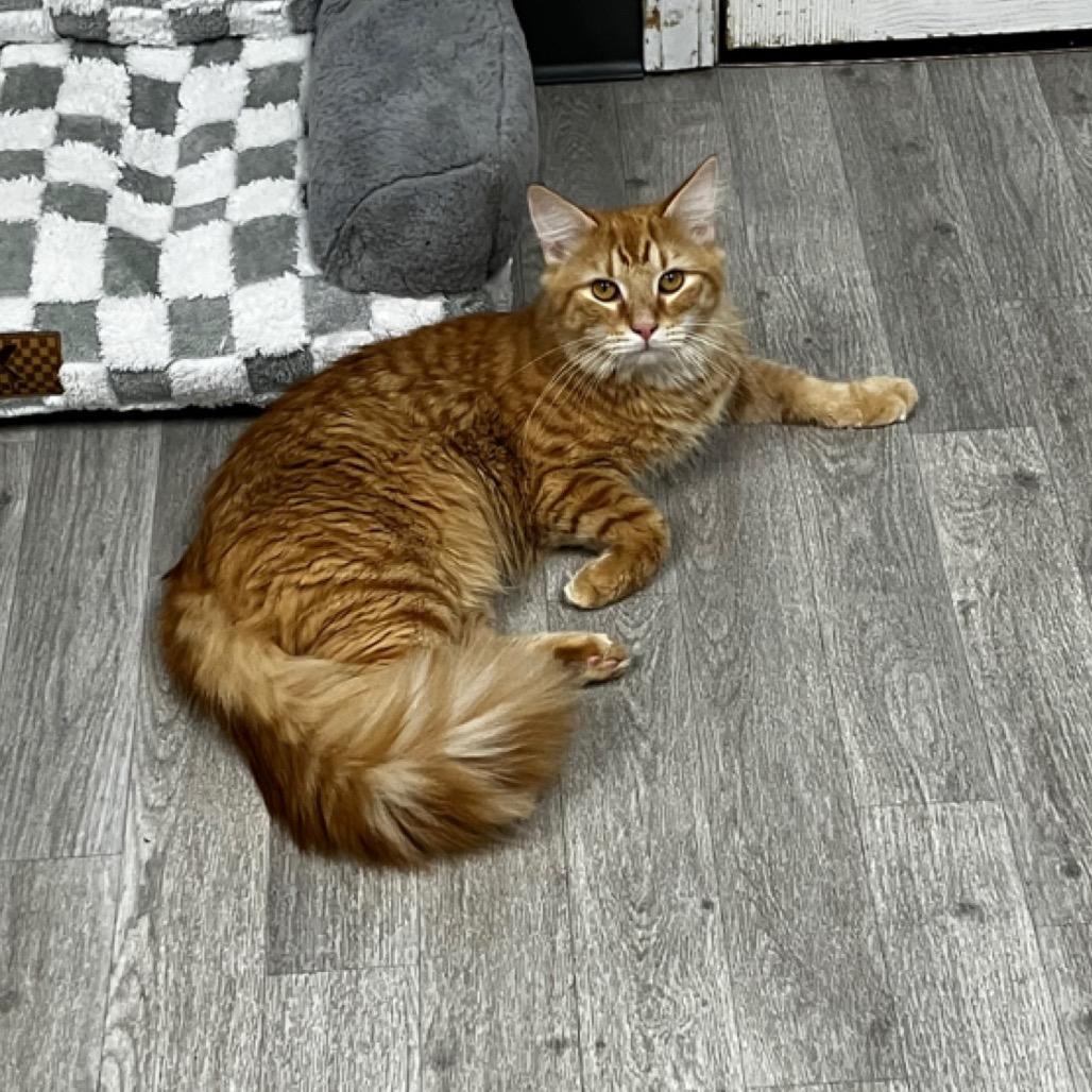 Tater, Adoptable, Young Male Domestic Long Hair.