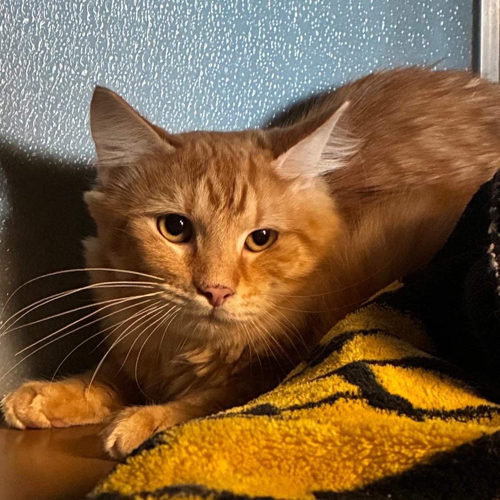 Enlarge Tater, a Adoptable Domestic Long Hair in Uniontown, PA image 2/3