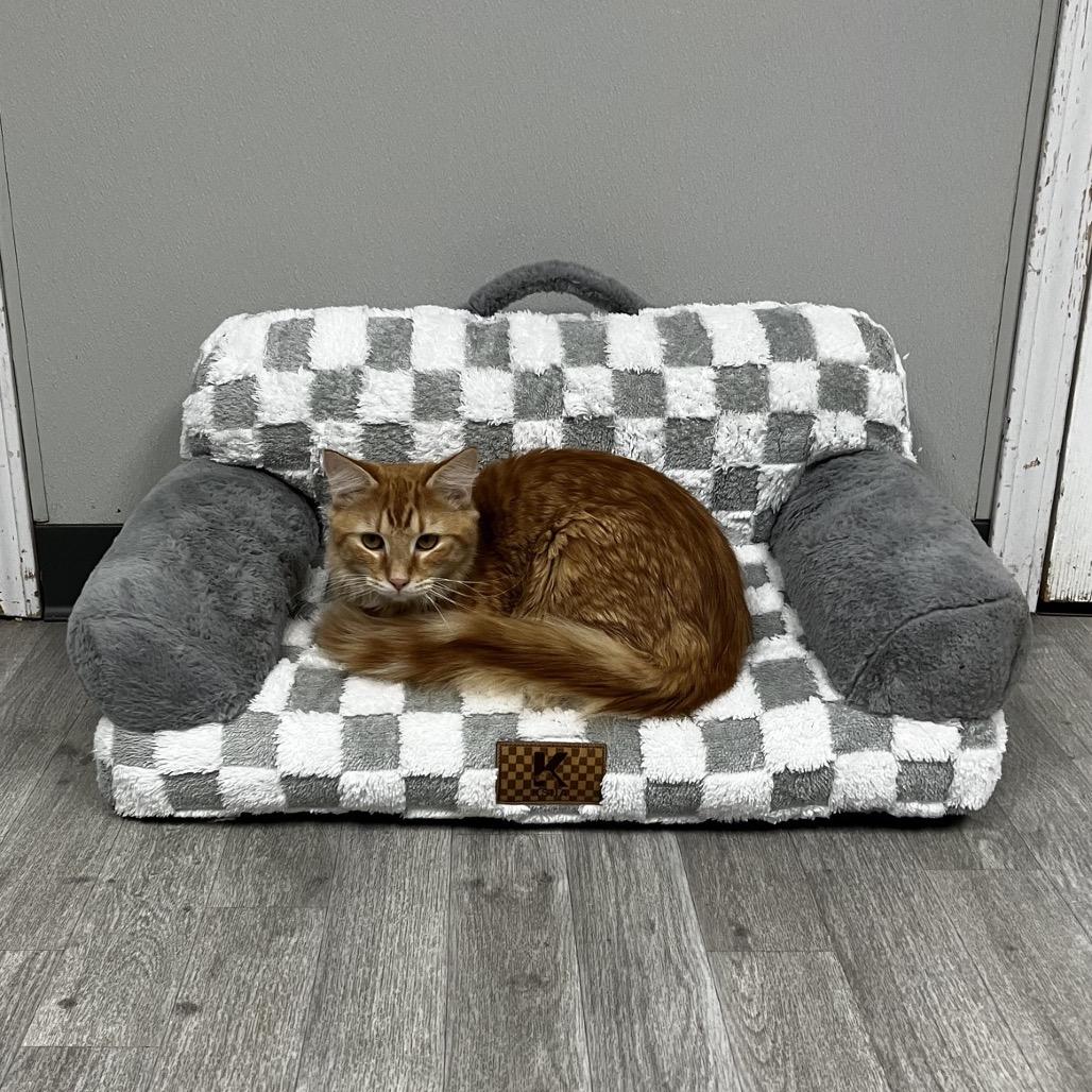 Enlarge Tater, a Adoptable Domestic Long Hair in Uniontown, PA image 3/3