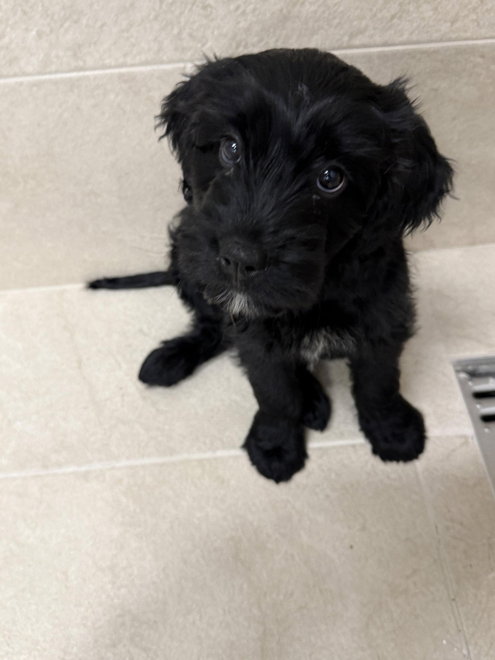 Enlarge Storm, a Adoptable mixed breed in Locust Grove, GA image 1/3