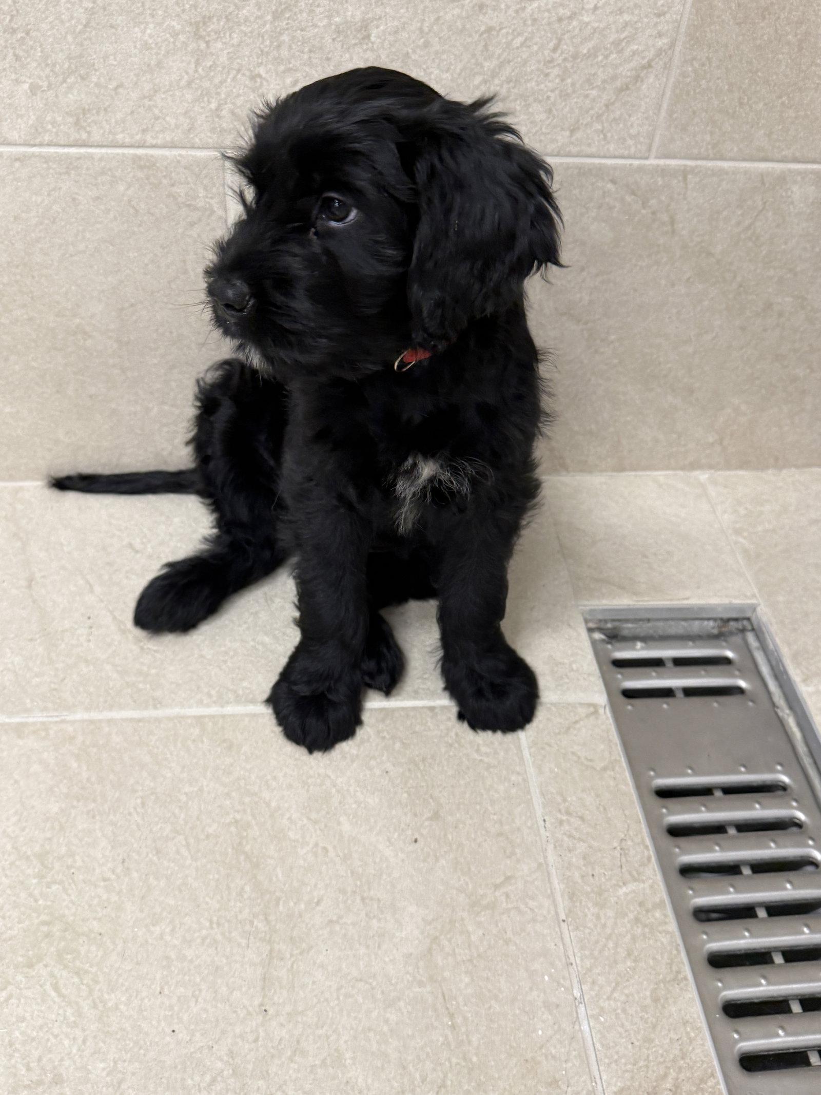 Enlarge Storm, a Adoptable mixed breed in Locust Grove, GA image 2/3