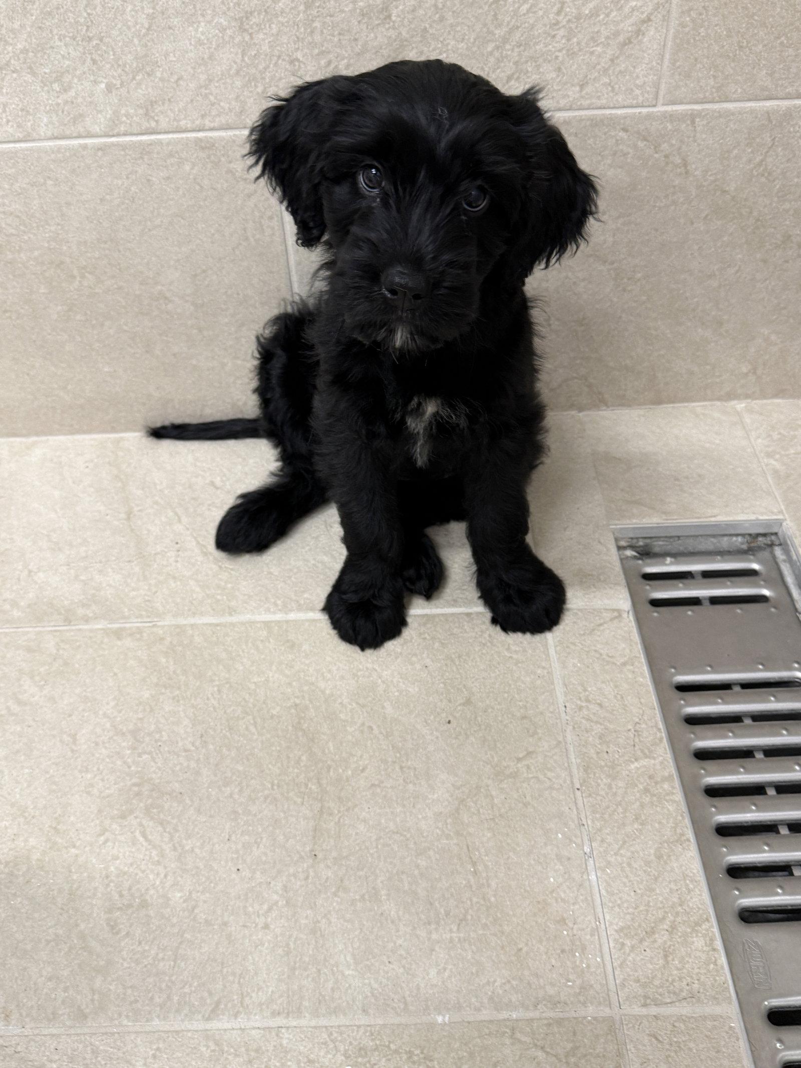 Enlarge Storm, a Adoptable mixed breed in Locust Grove, GA image 3/3