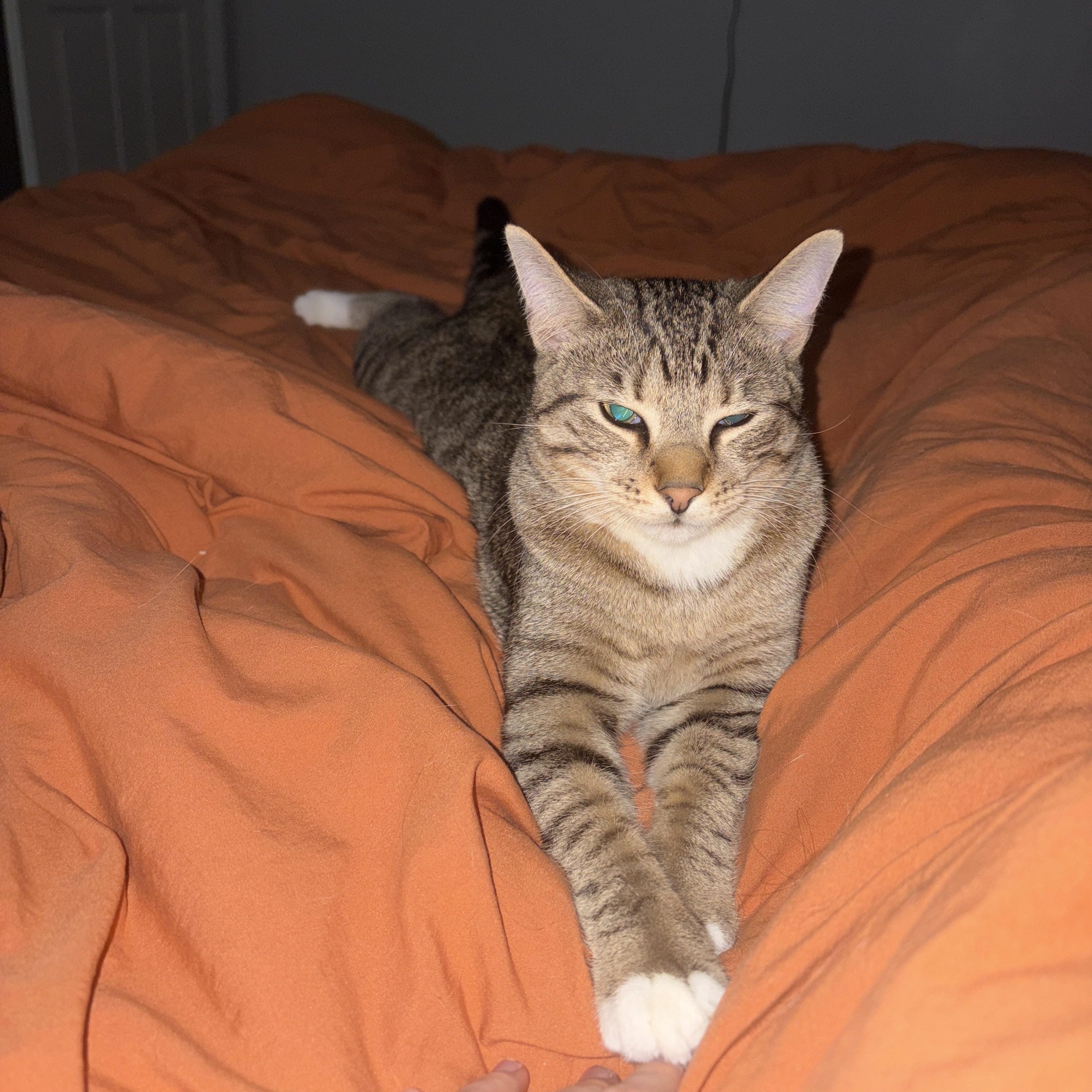 Enlarge Bucky, a Adoptable Domestic Short Hair in Tallahassee, FL image 3/4