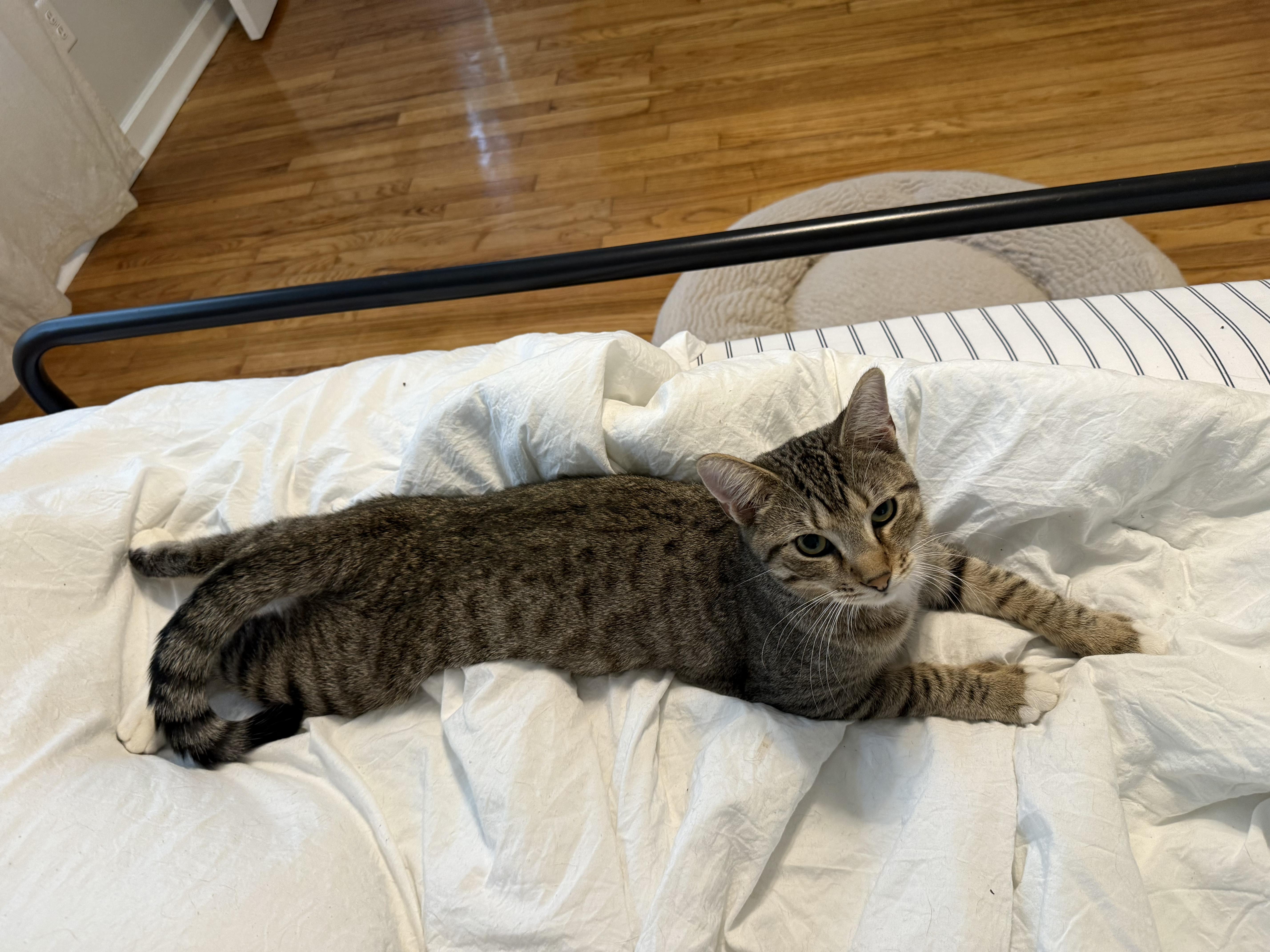 Enlarge Bucky, a Adoptable Domestic Short Hair in Tallahassee, FL image 4/4