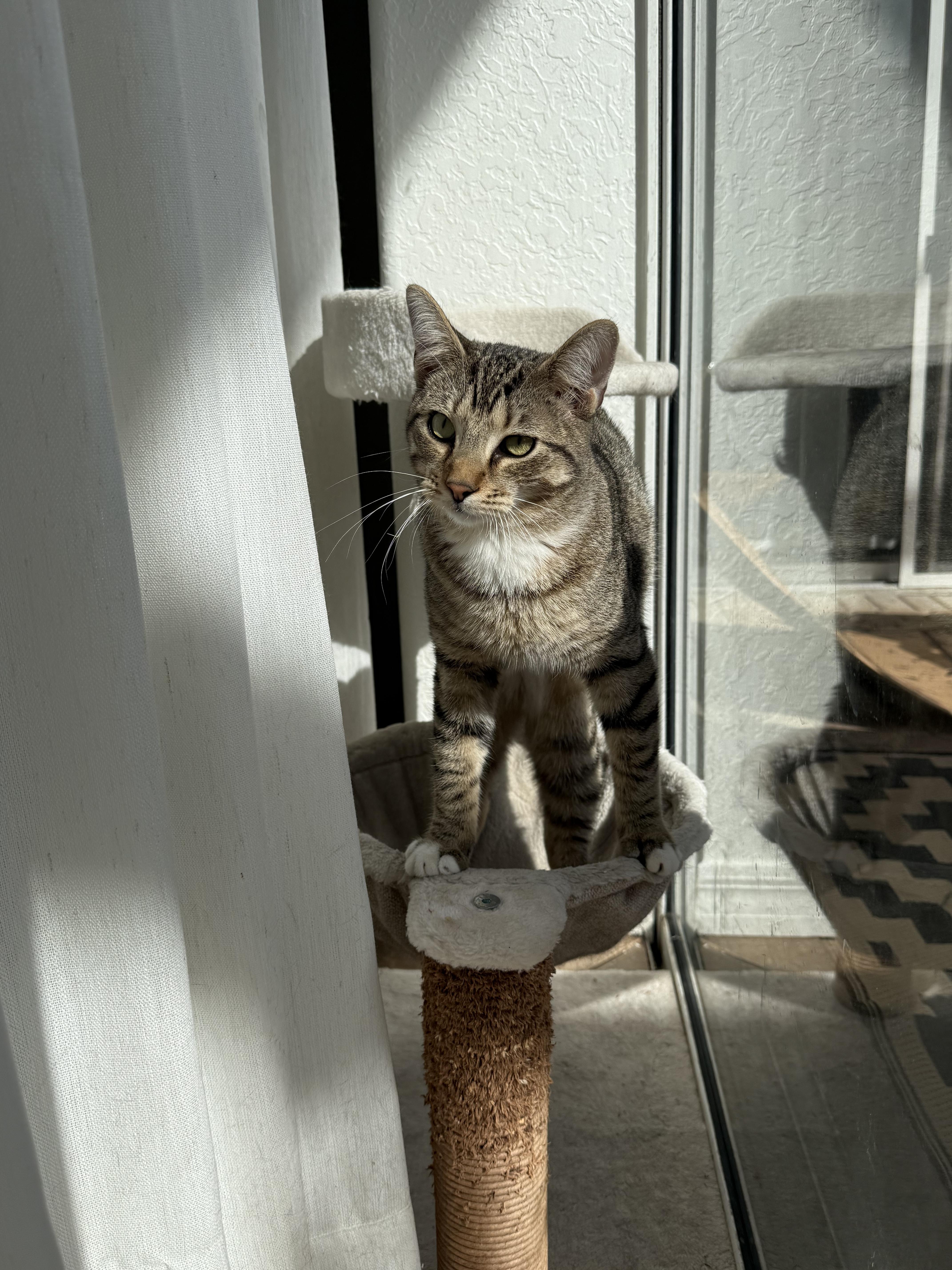 Bucky, Adoptable, Young Male Domestic Short Hair.