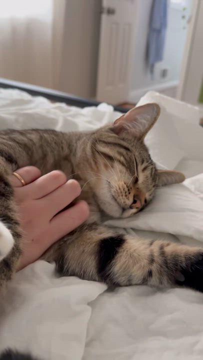 Enlarge Bucky, a Adoptable Domestic Short Hair in Tallahassee, FL video 2/4